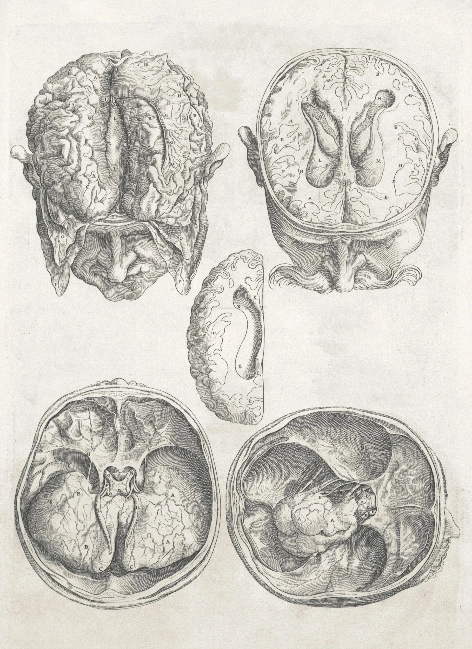 Vintage anatomical illustration of the human brain and head from different angles, showing detailed structures and labels.