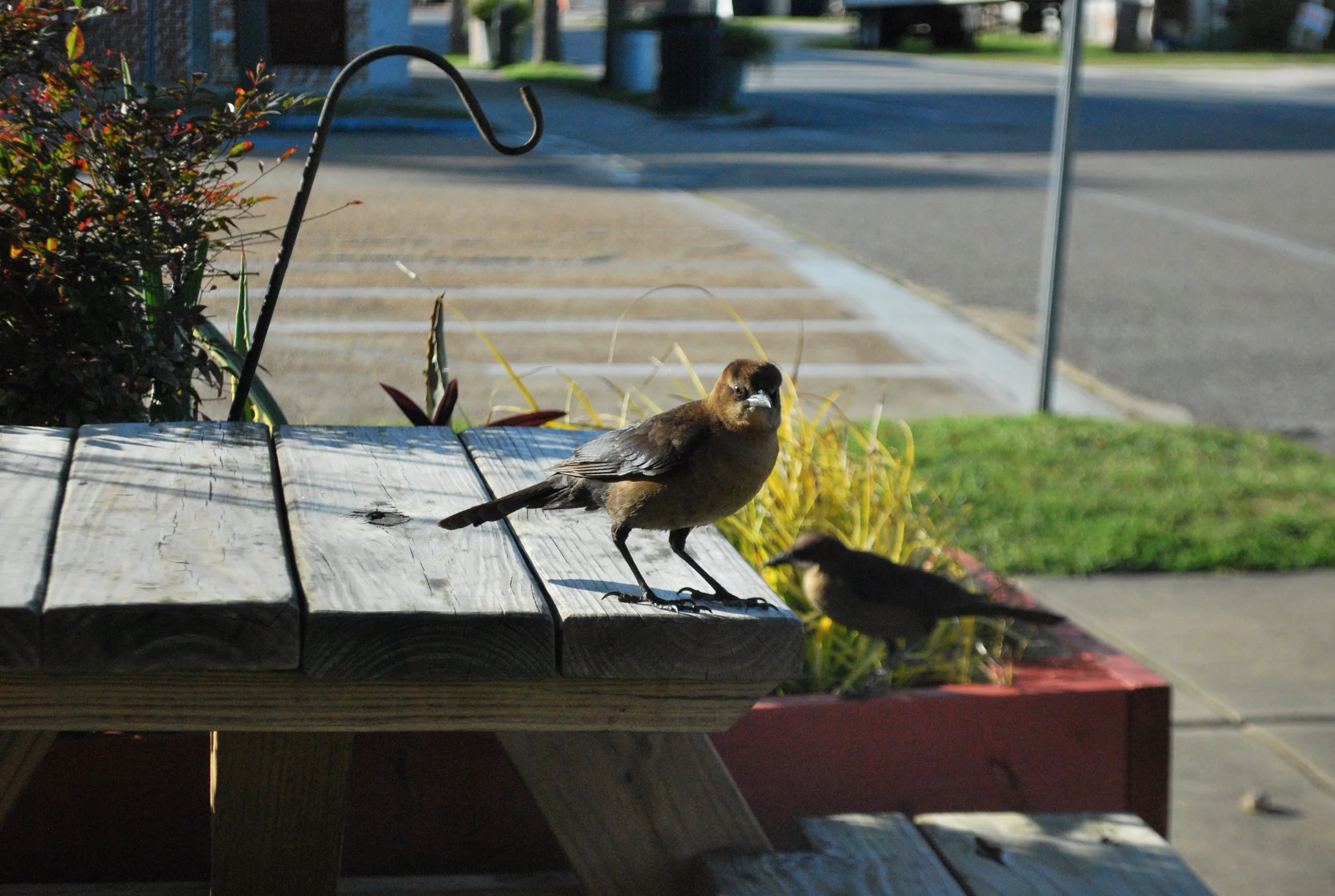 Two small birds perched on a wooden outdoor table, with a city street in the background.