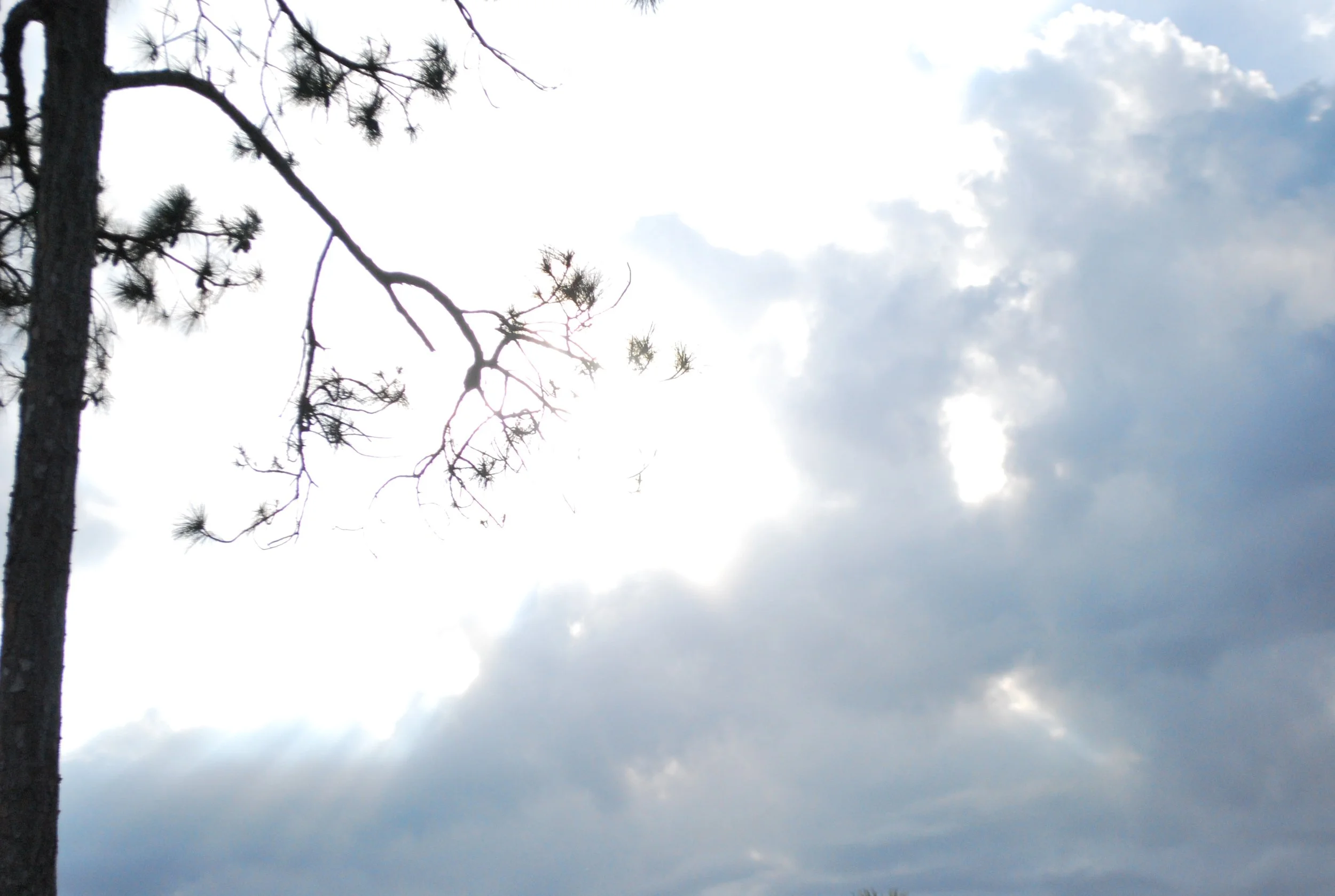Cloudy sky with sunlight breaking through and a tall pine tree on the left side.