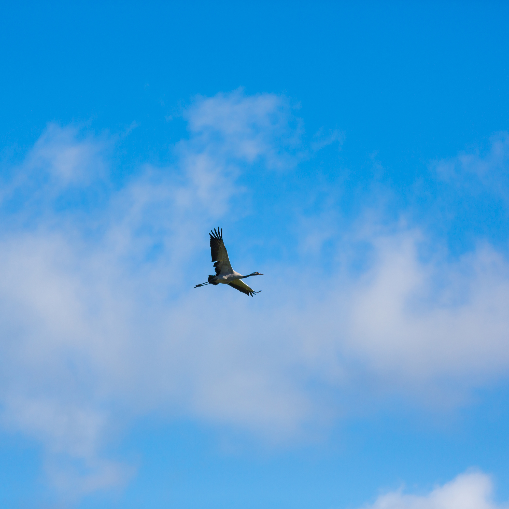 A bird flying under a blue sky with a few light clouds.