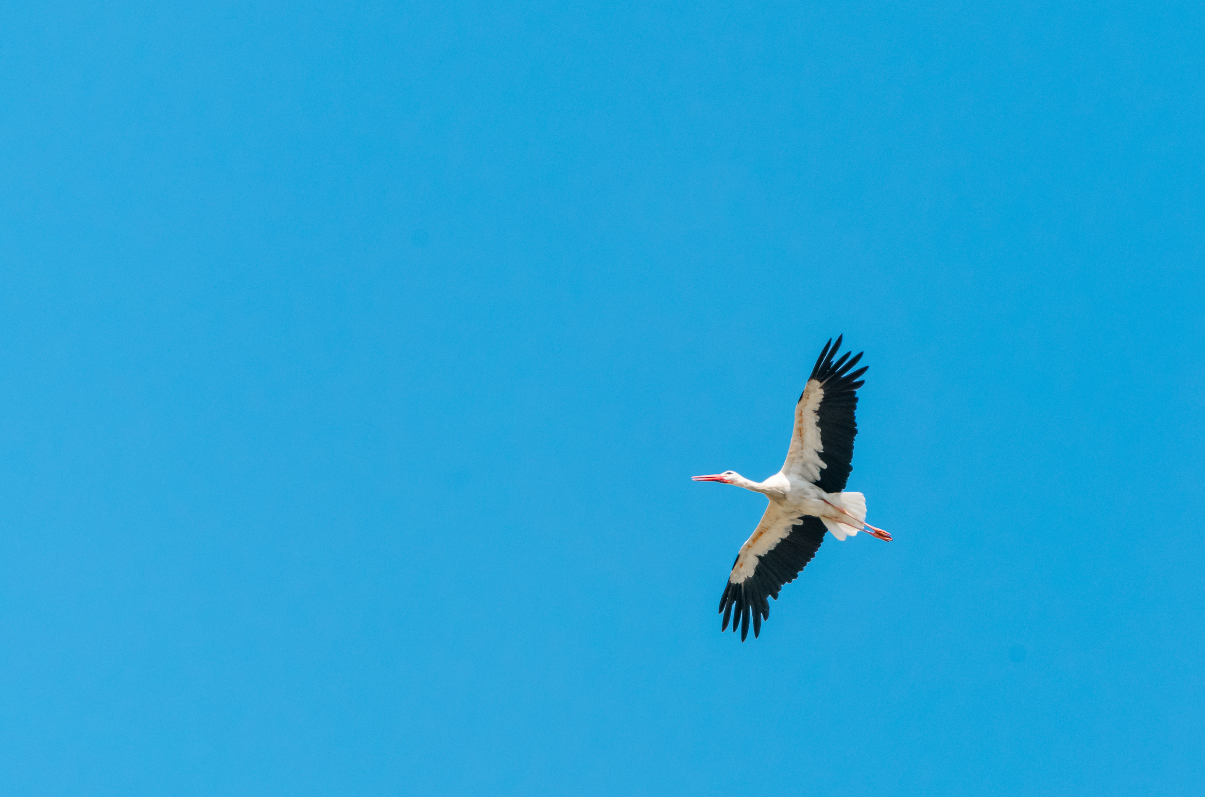 Sky Crane Hero Section Image.png