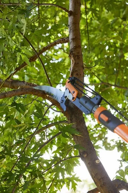 tree pruning.JPG