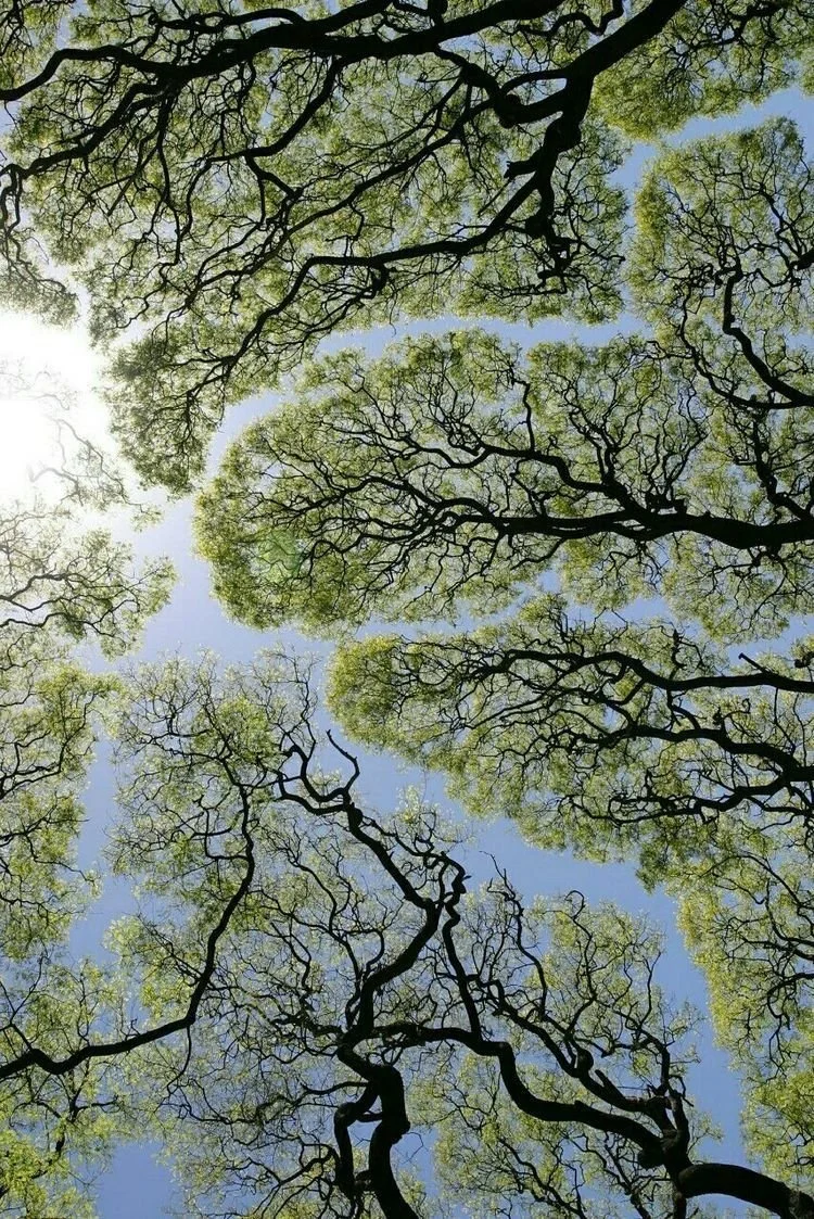 Looking up at bare tree branches with small green leaves against a blue sky, sunlight partially visible on the left.