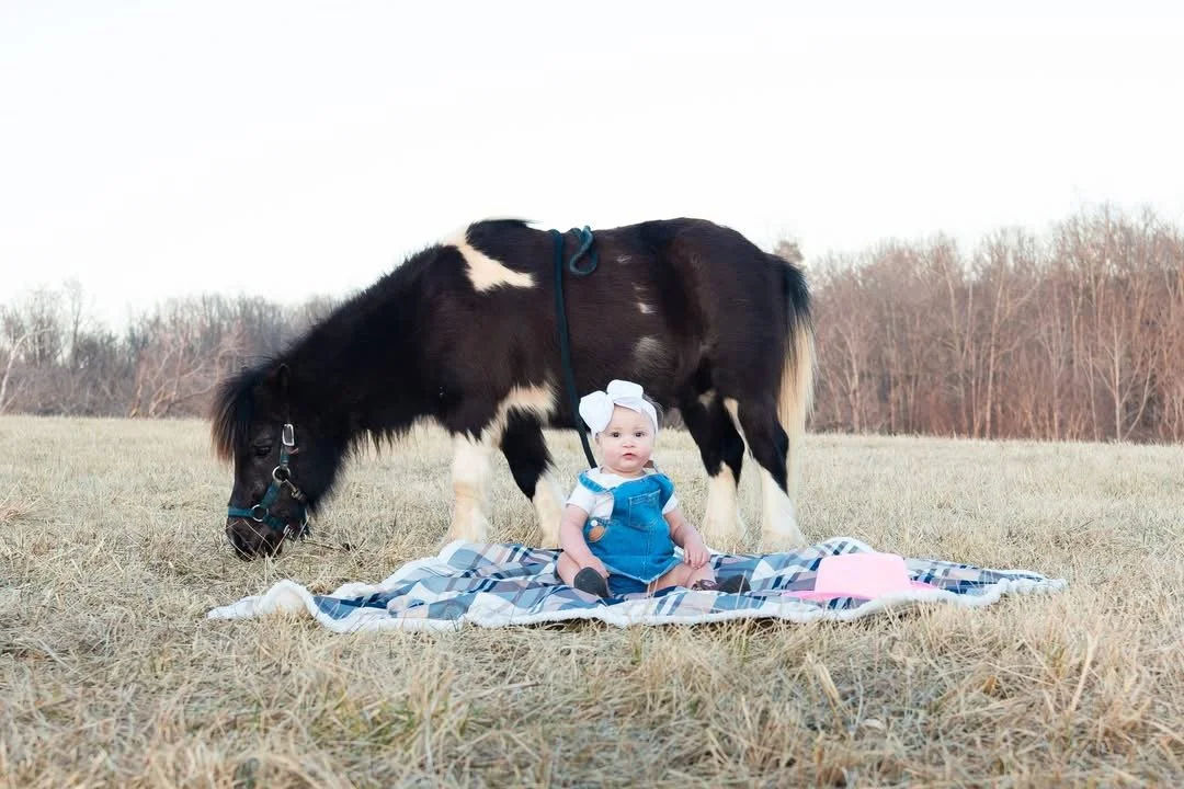 A toddler girl sitting on a blanket in a field with a small black and white pony grazing behind her during sunset.