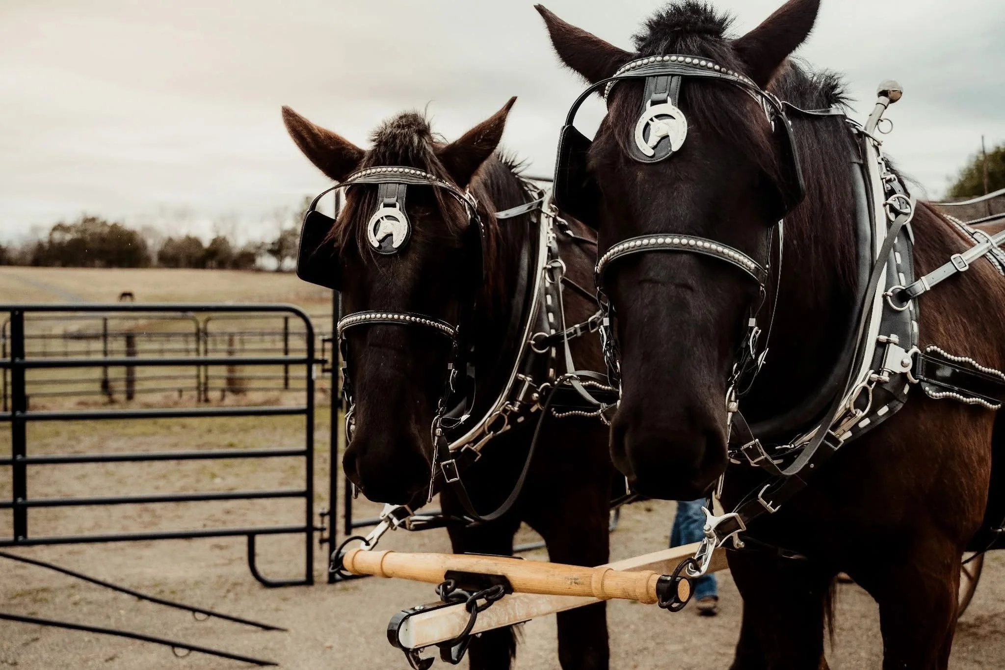 Two black horses wearing harnesses with decorative silver accents, standing outdoors near metal fencing.