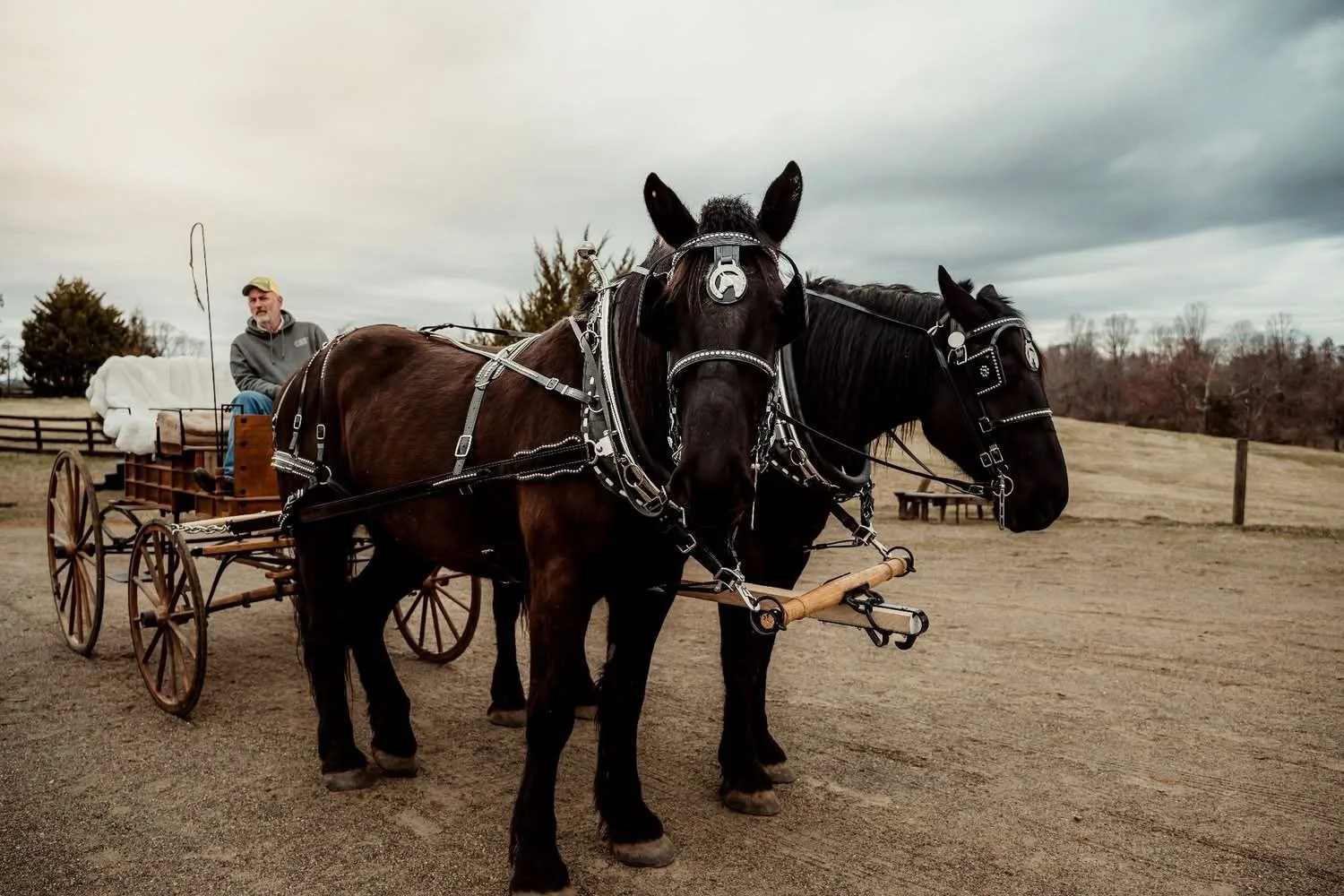Two horses hitched to a wagon with a man sitting on it, set in an open field with cloudy skies.