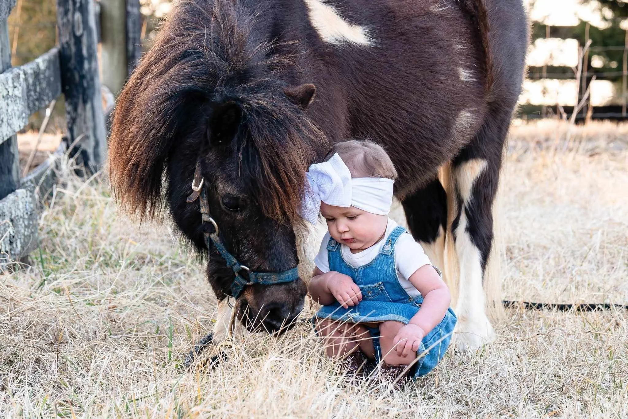 A young child in denim overalls and a white headband kneels on dry grass, touching a black and white pony grazing nearby.