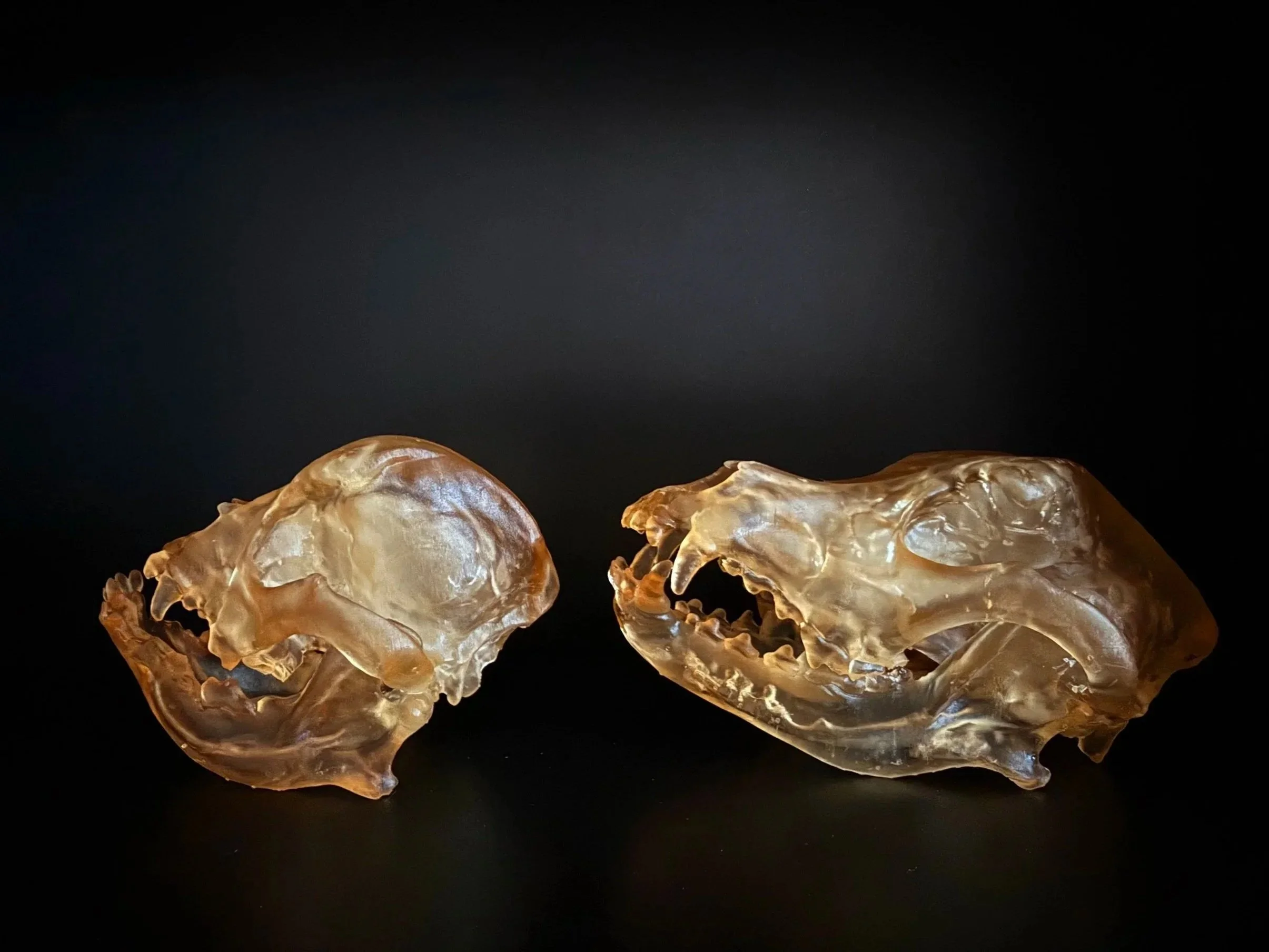 Skull Models