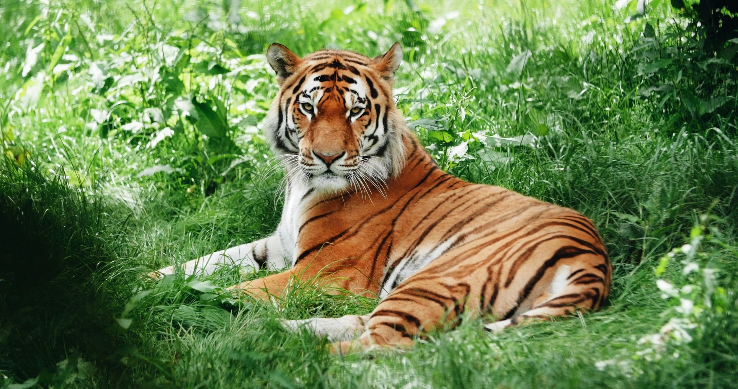 A tiger lying in green grass and foliage, looking directly at the camera.