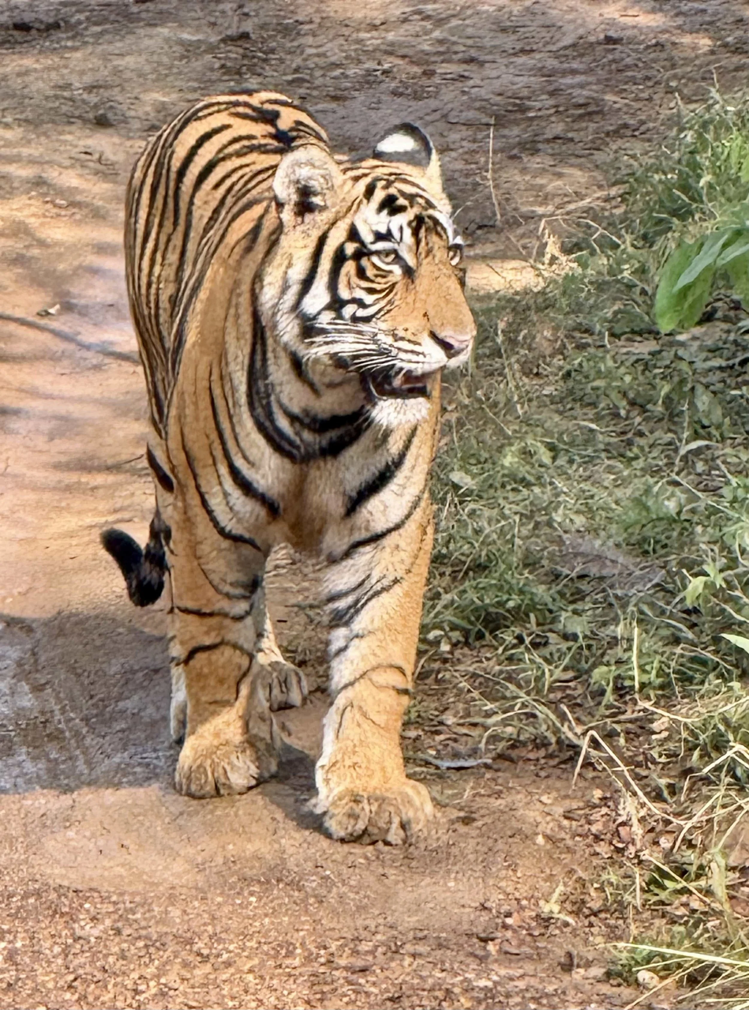 A tiger walking on a dirt path in a natural habitat with green foliage to the right.
