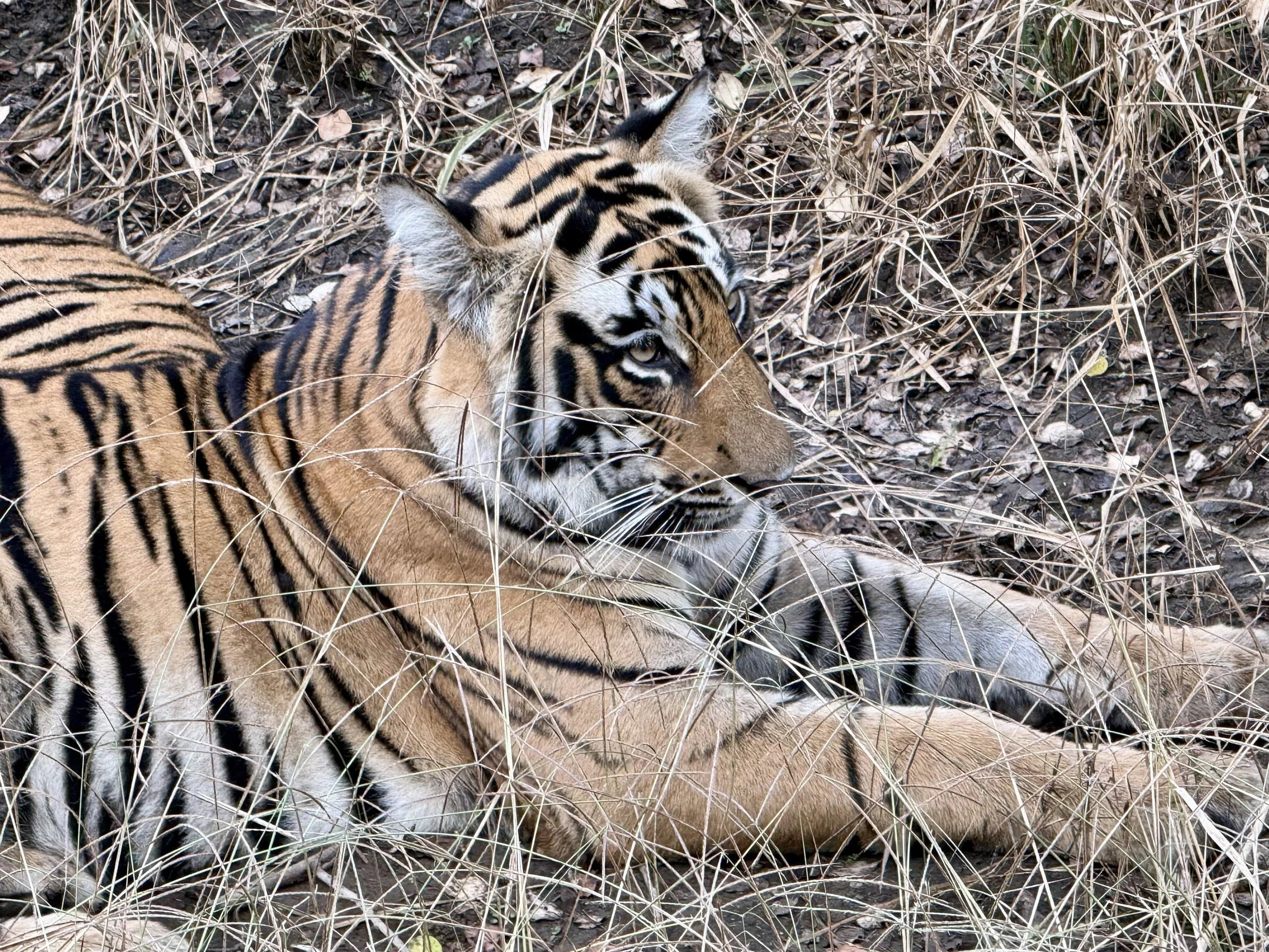 A tiger lying on the ground behind a wire fence, resting among dry grass and leaves.