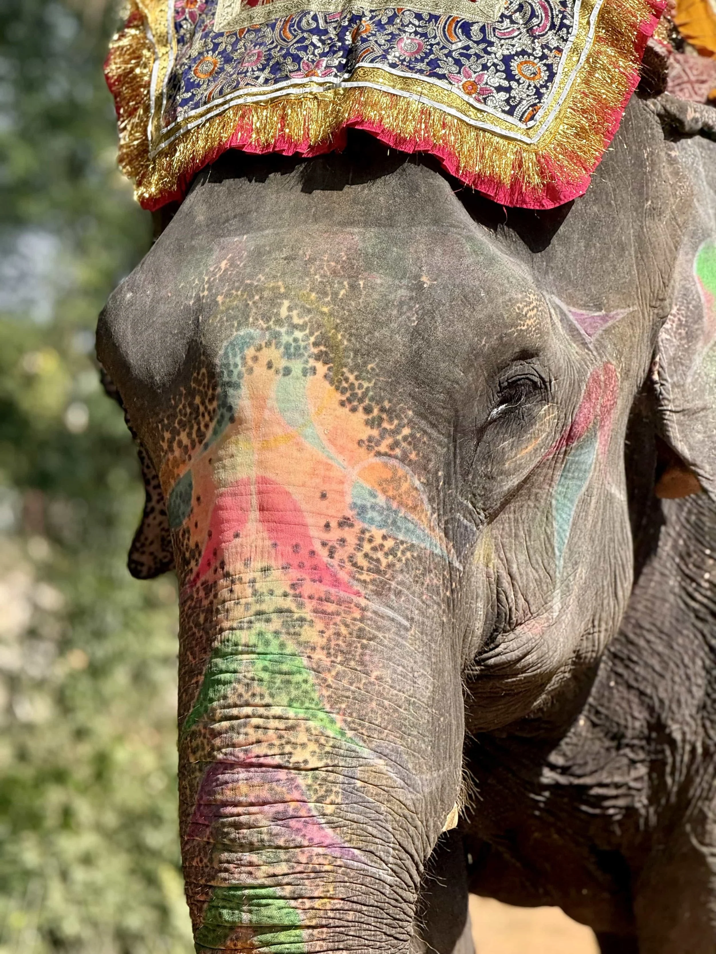 Close-up of an elephant's head and trunk decorated with colorful patterns and a fabric cloth with fringe.