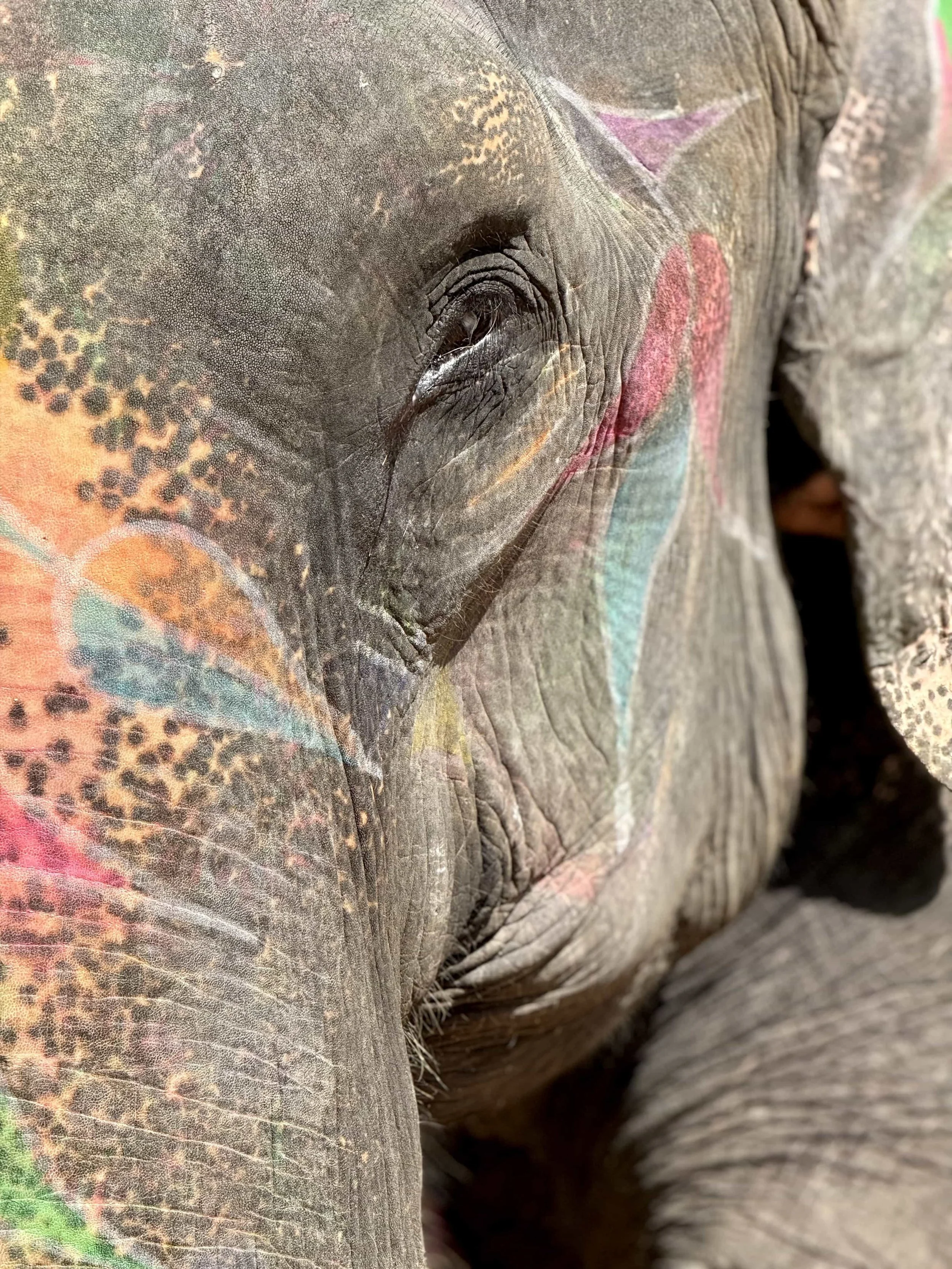 Close-up of an elephant's skin and eye, showing textured and wrinkled skin with patches of colorful paint.