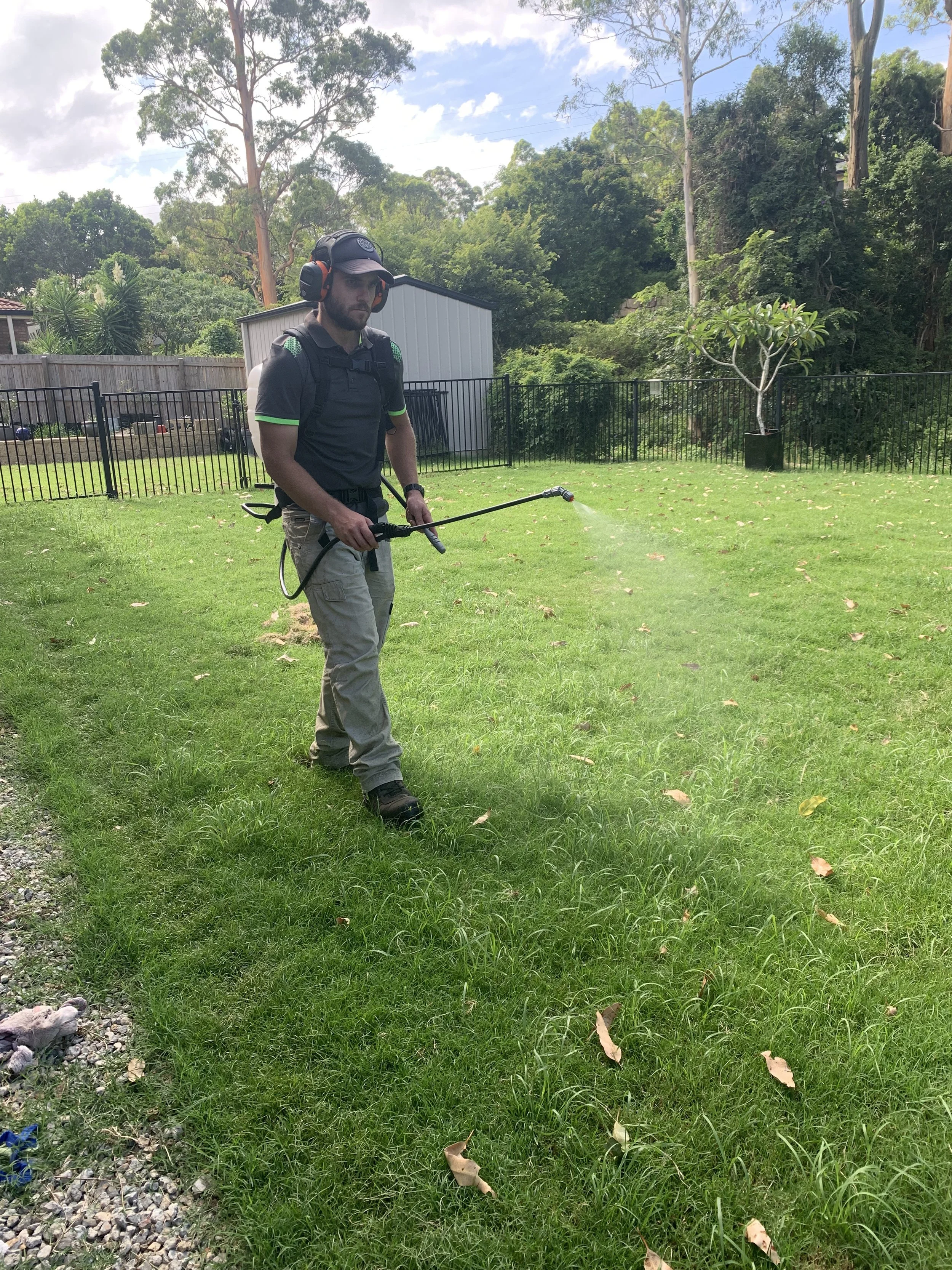 A man wearing protective headphones and a cap is spraying water on the grass in a backyard with a garden hose.