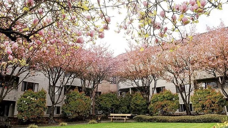 Springtime scene of pink flowering trees in front of apartment buildings with green shrubs and a bench. AgeCare Harmony Court Retirement Home. 