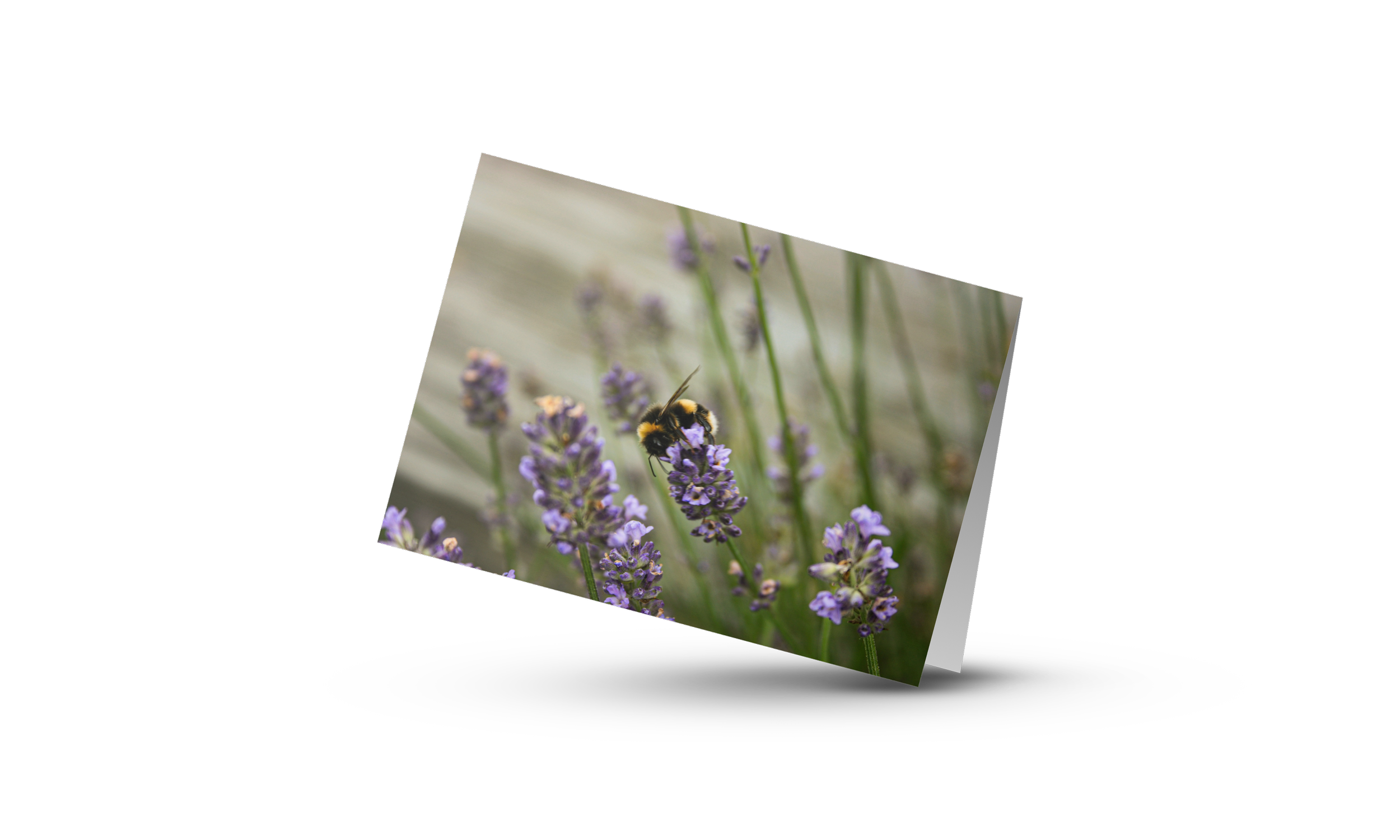 Lavender Bumble Bee - Card