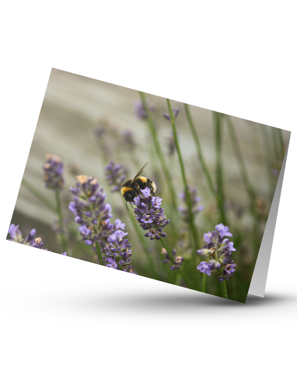 Lavender+Bumble+Bee+Card.png