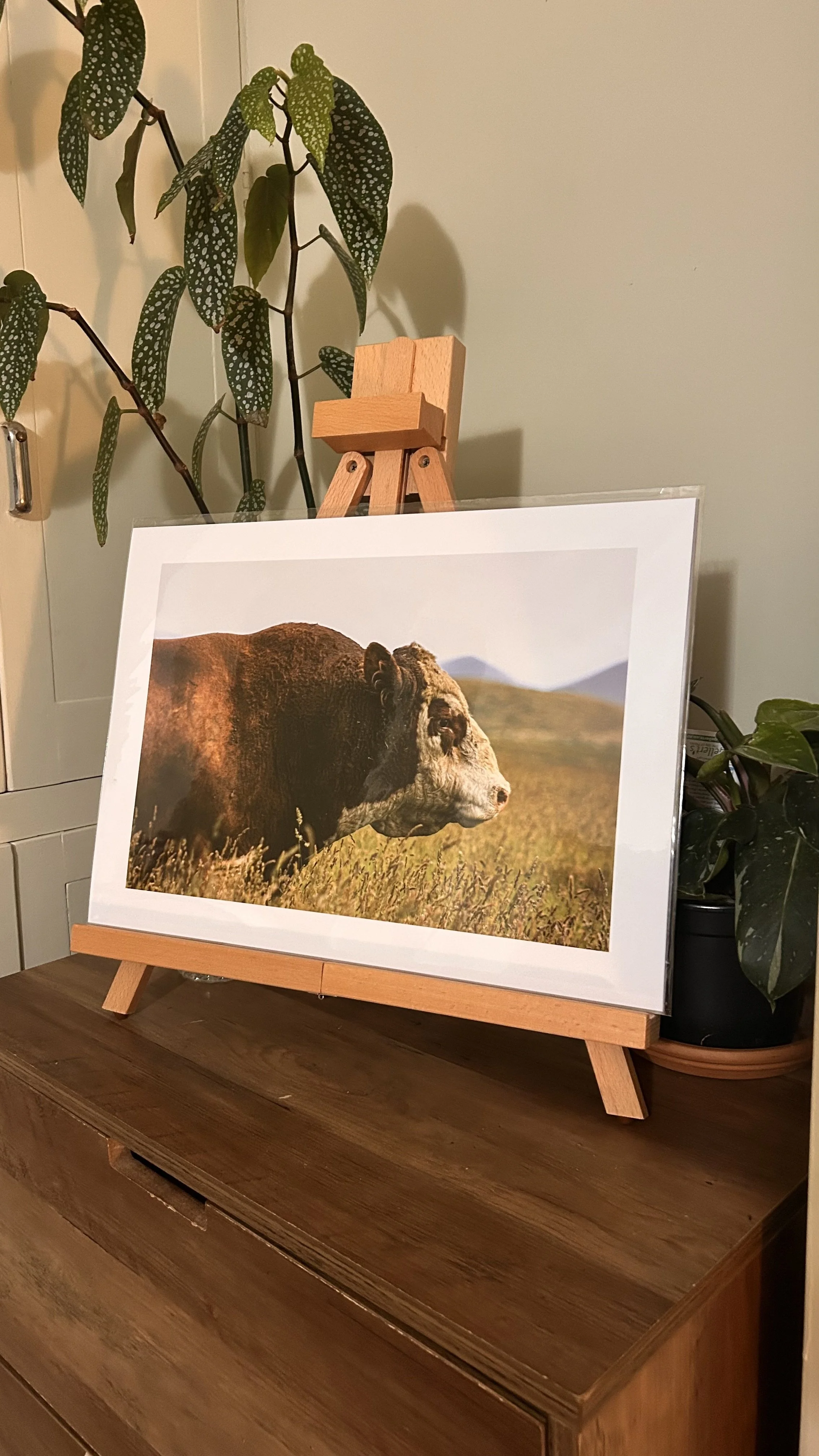 A Hereford Called Patch - A3 Print