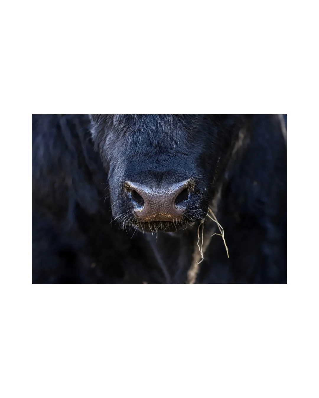 The Angus Bull Snoot - Unframed Print