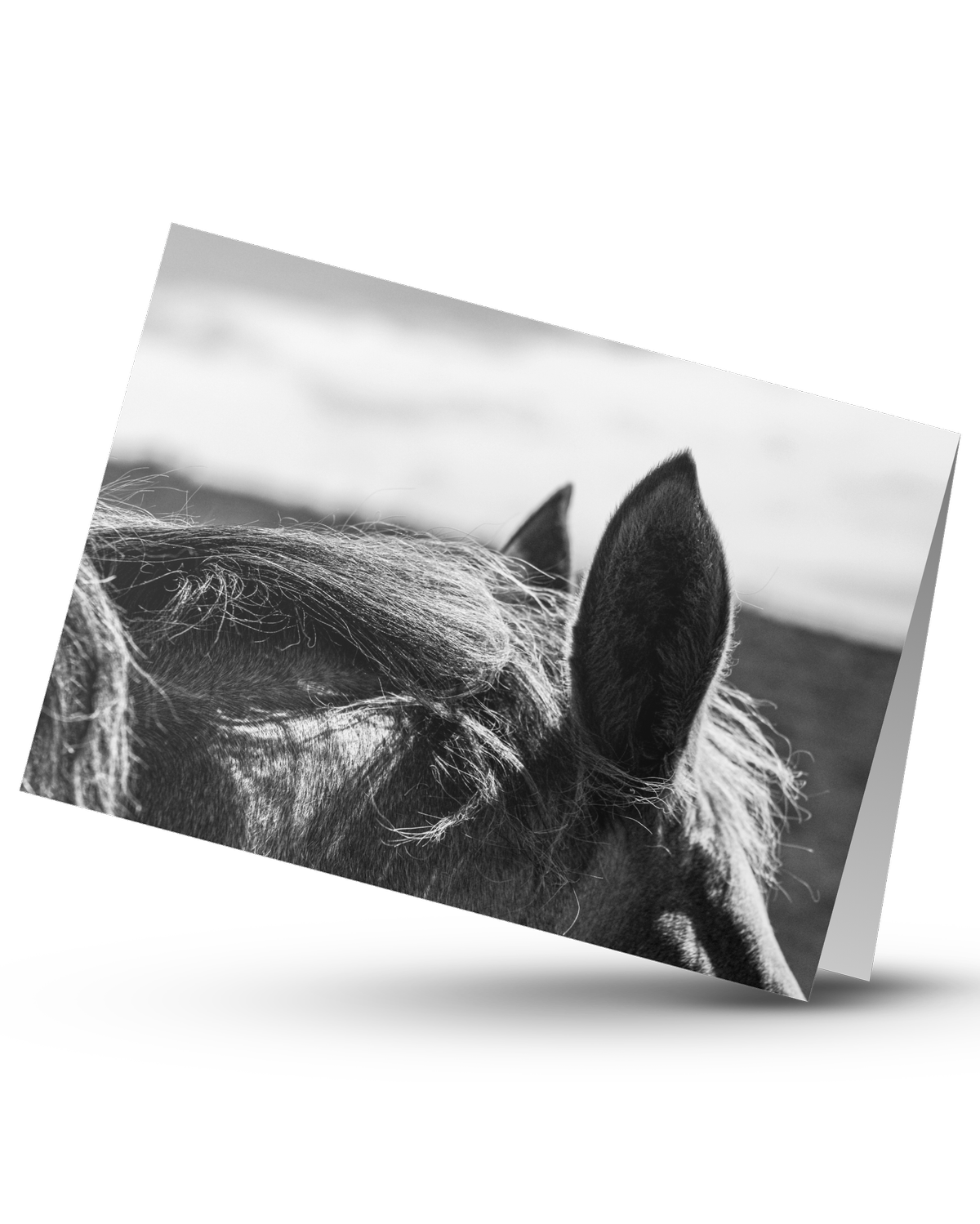 Equine+Ears.png