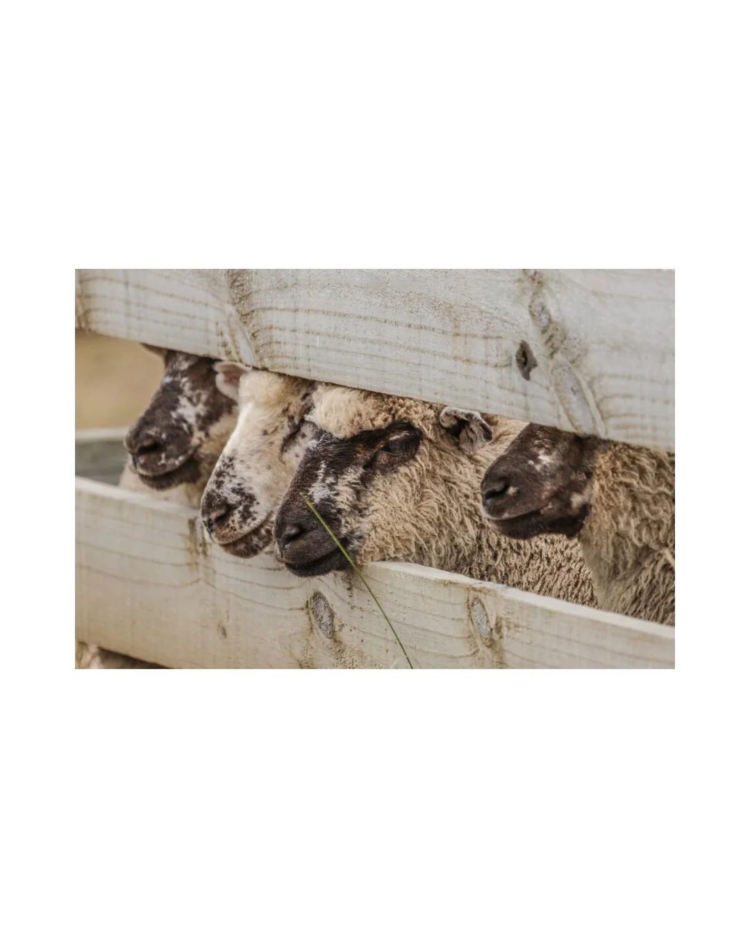 The Lamb Lineup - Unframed Print