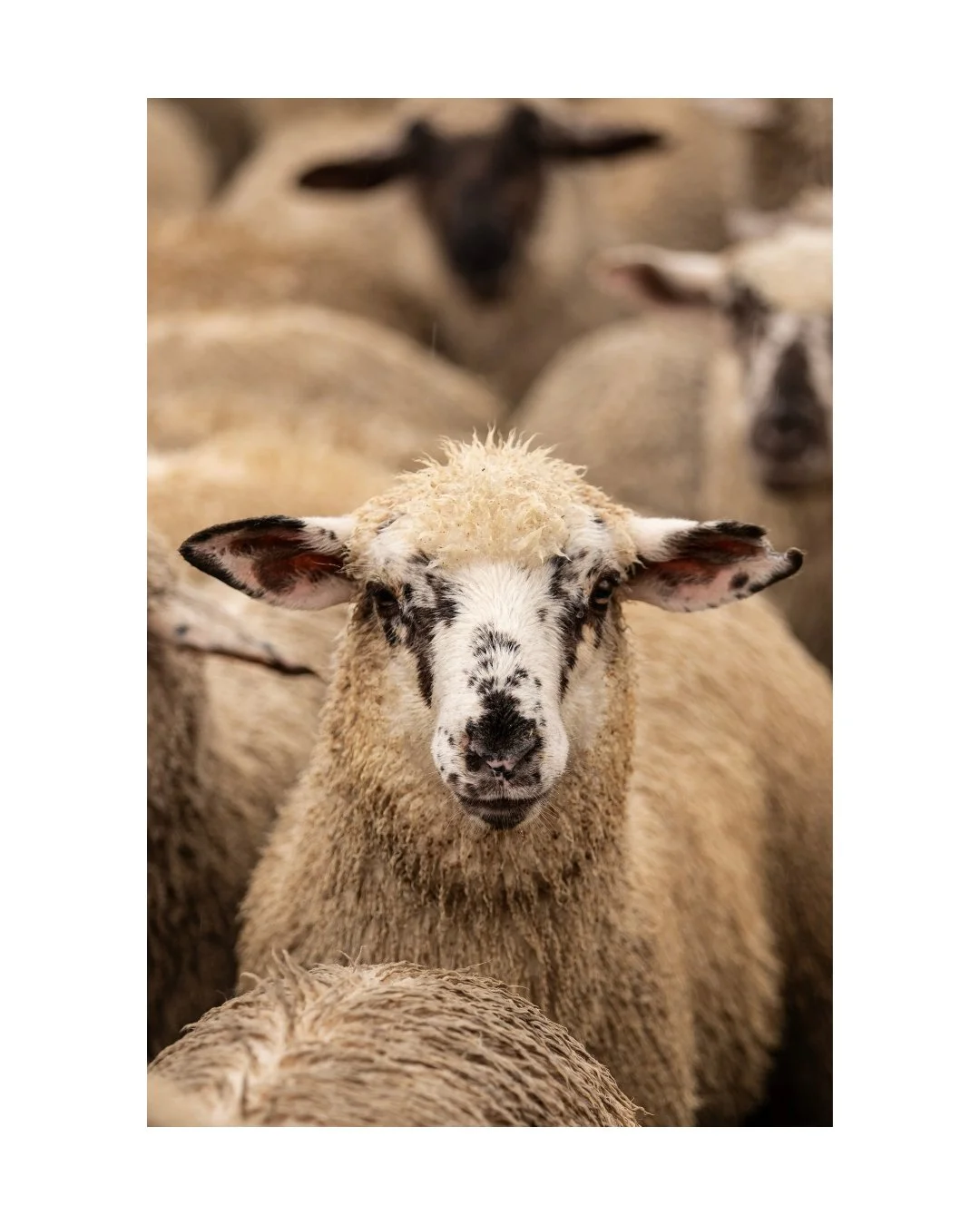 Speckles The Lamb - Unframed Print