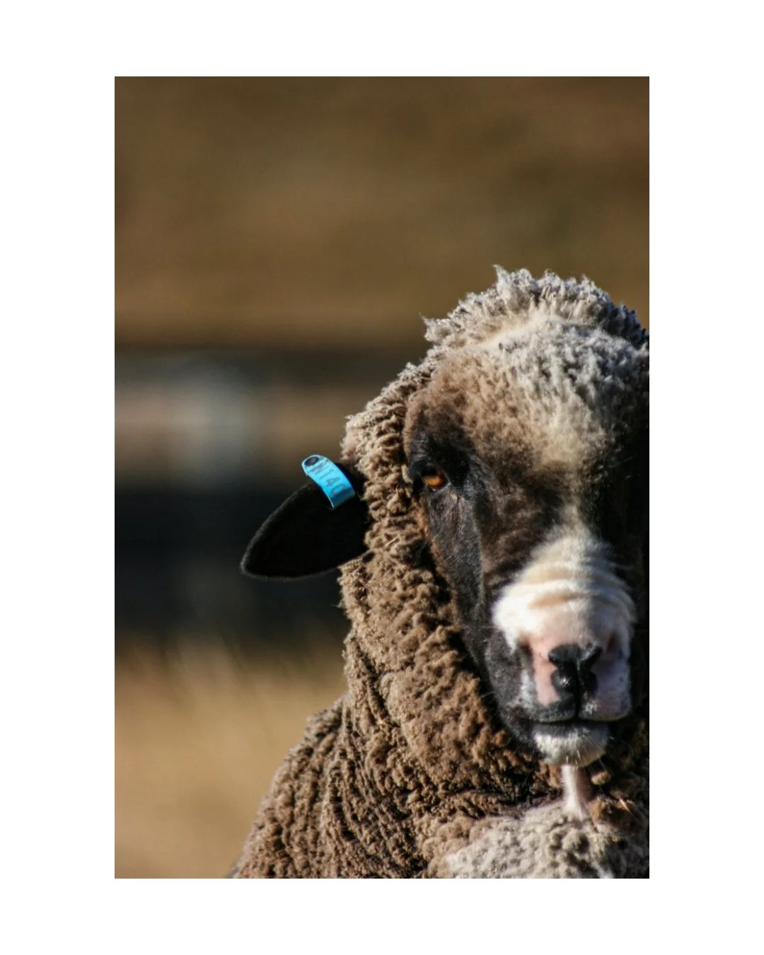 William - Unframed Print