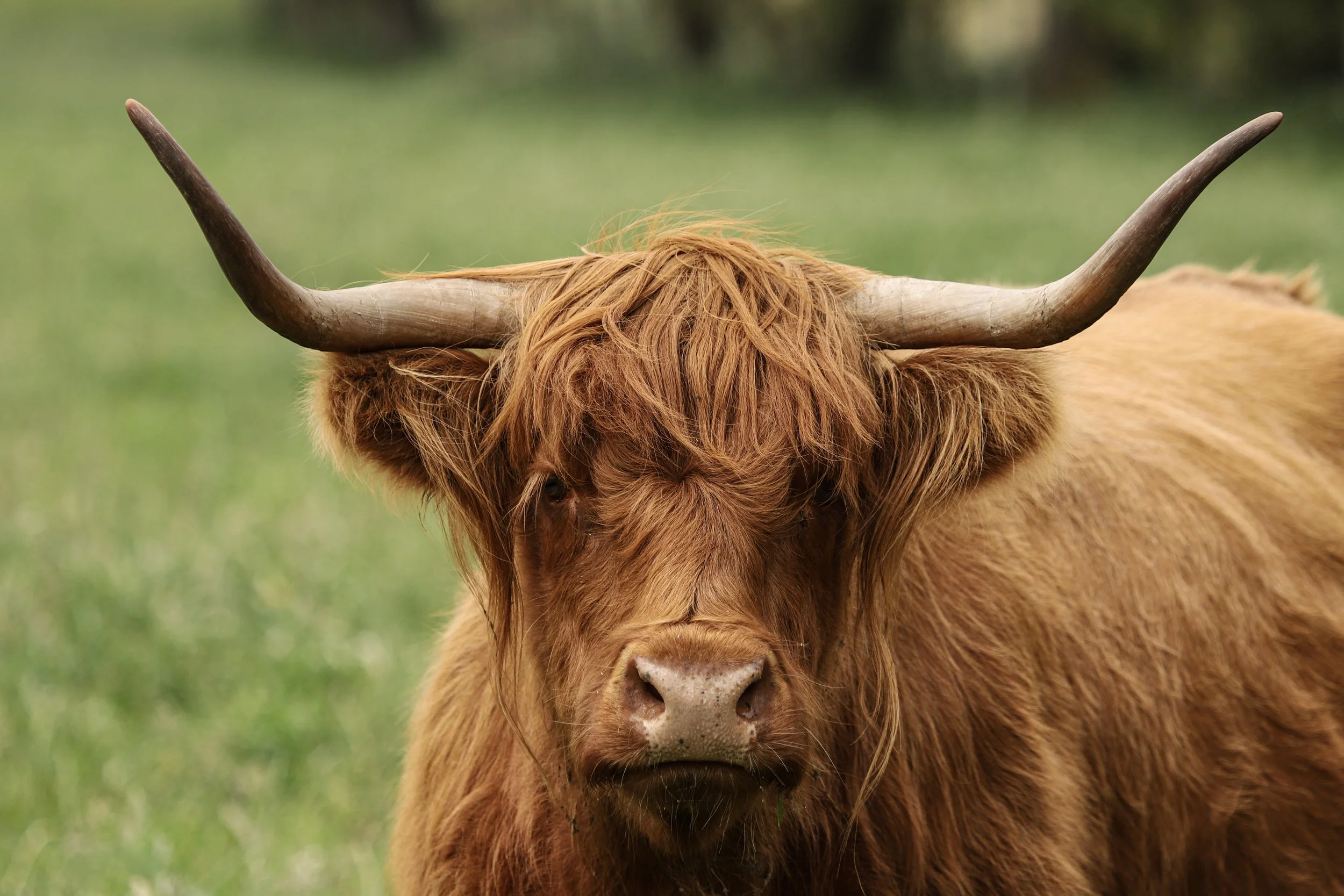 Red The Highland.jpg