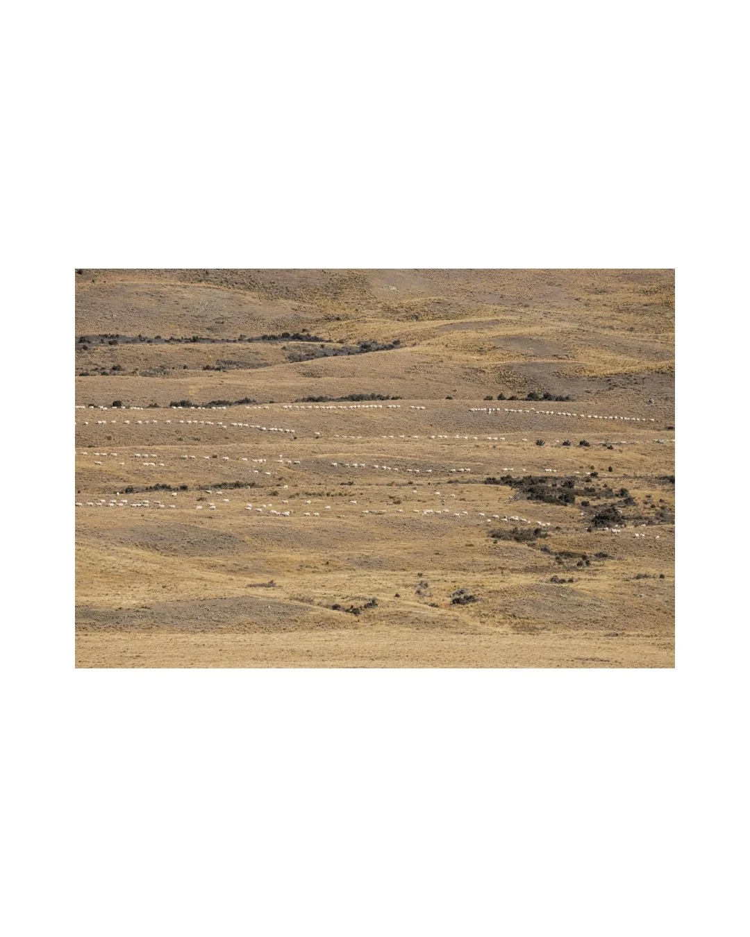 String of Ewes - Unframed Print