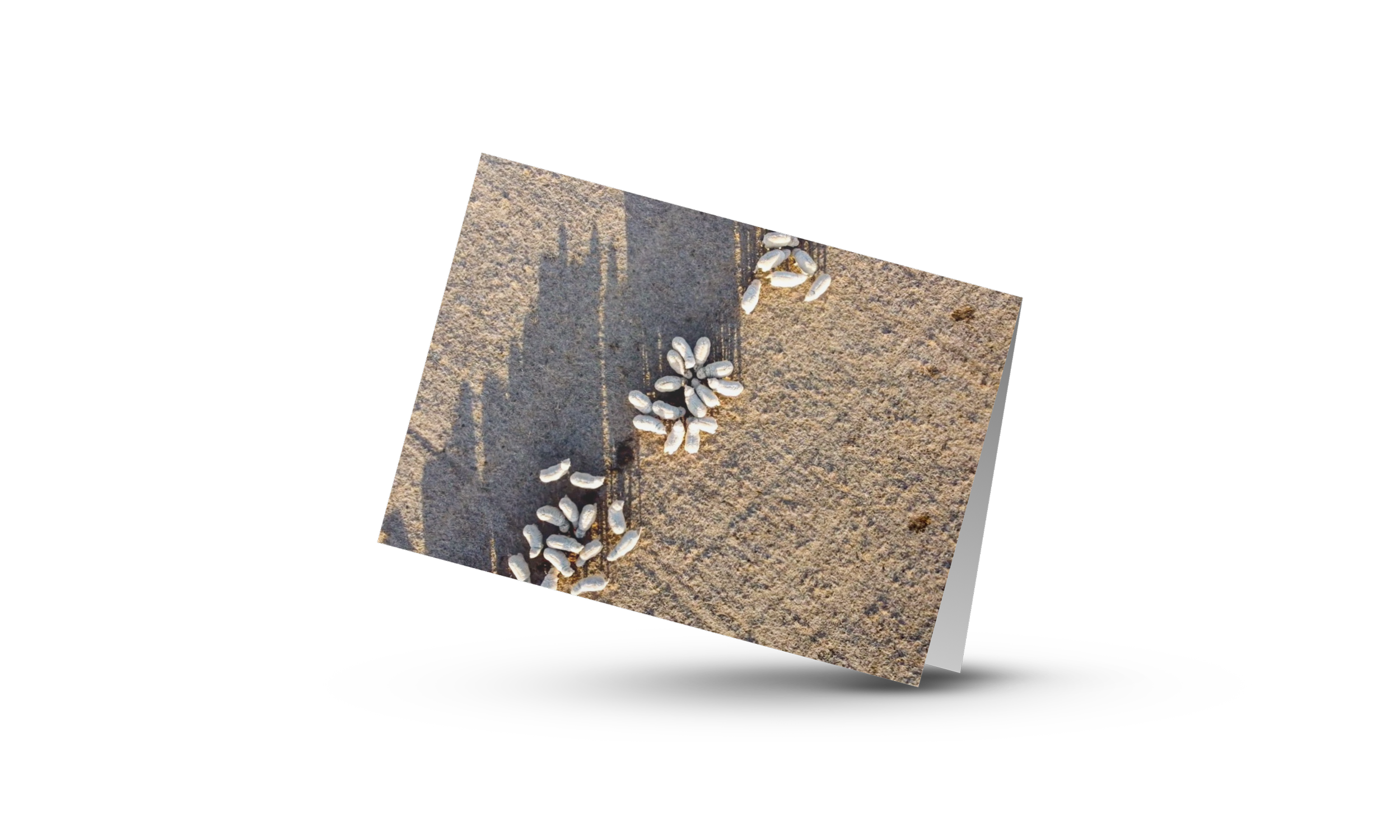 The Winter Feed Out from Above - Card