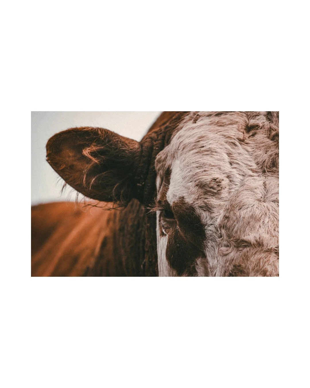 Patch - Unframed Print