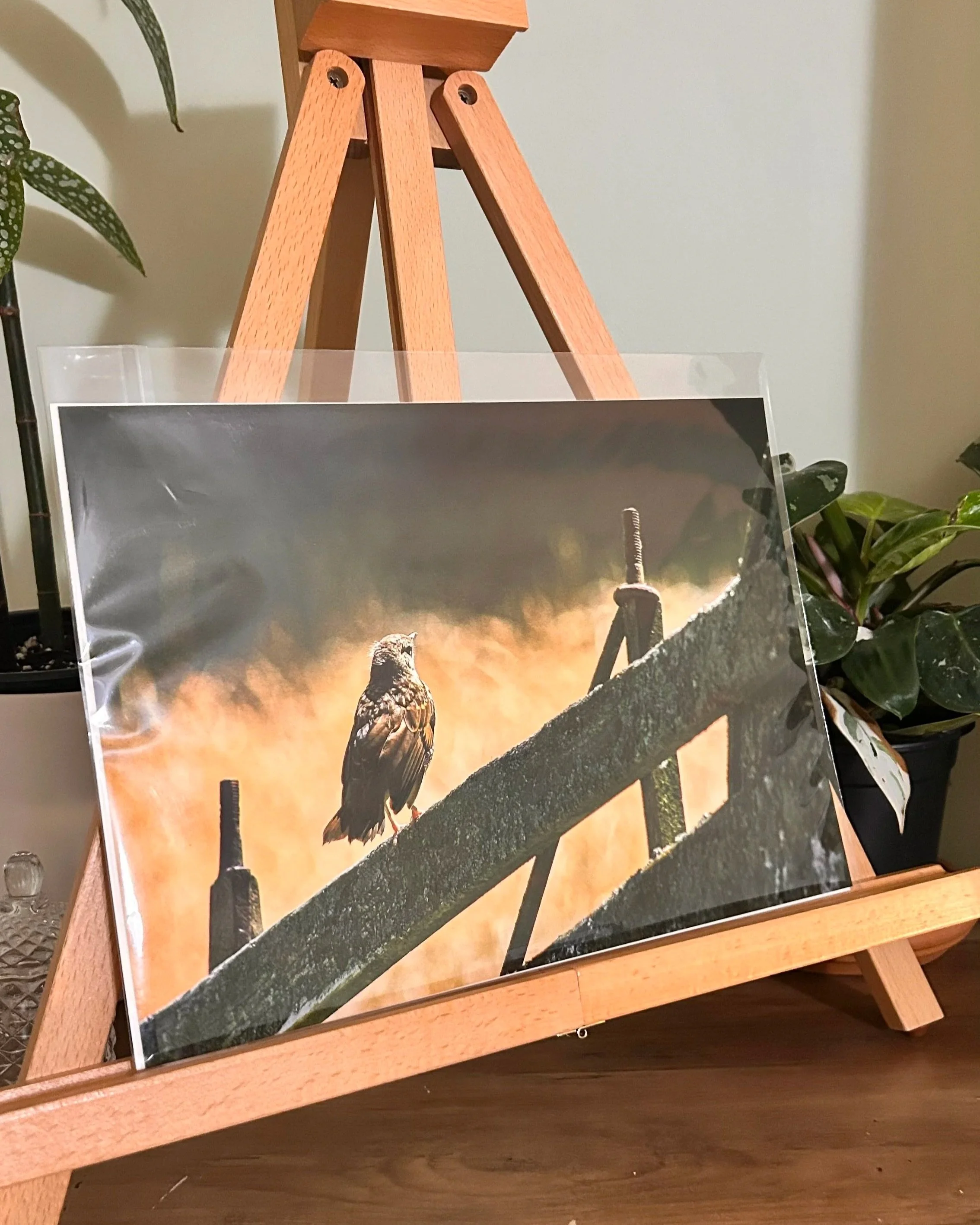 Golden Hour Bird - A4 Print