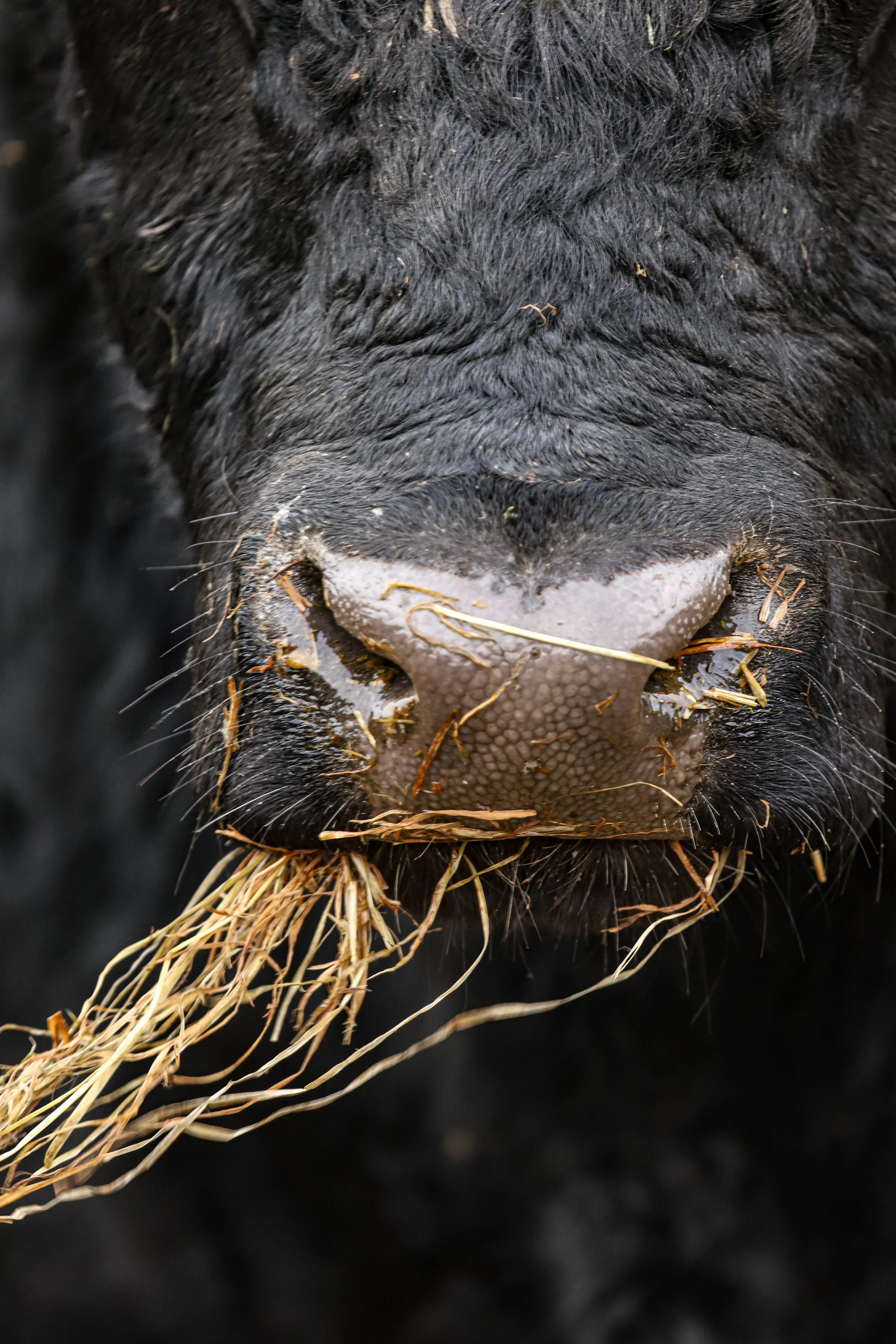 Munching On Hay.JPG