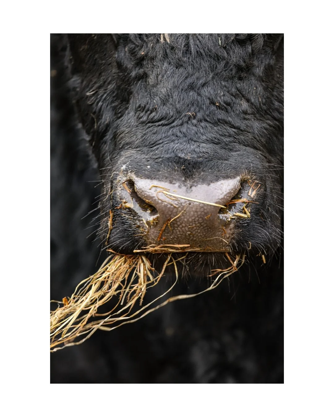 Munching On Hay - Unframed Print