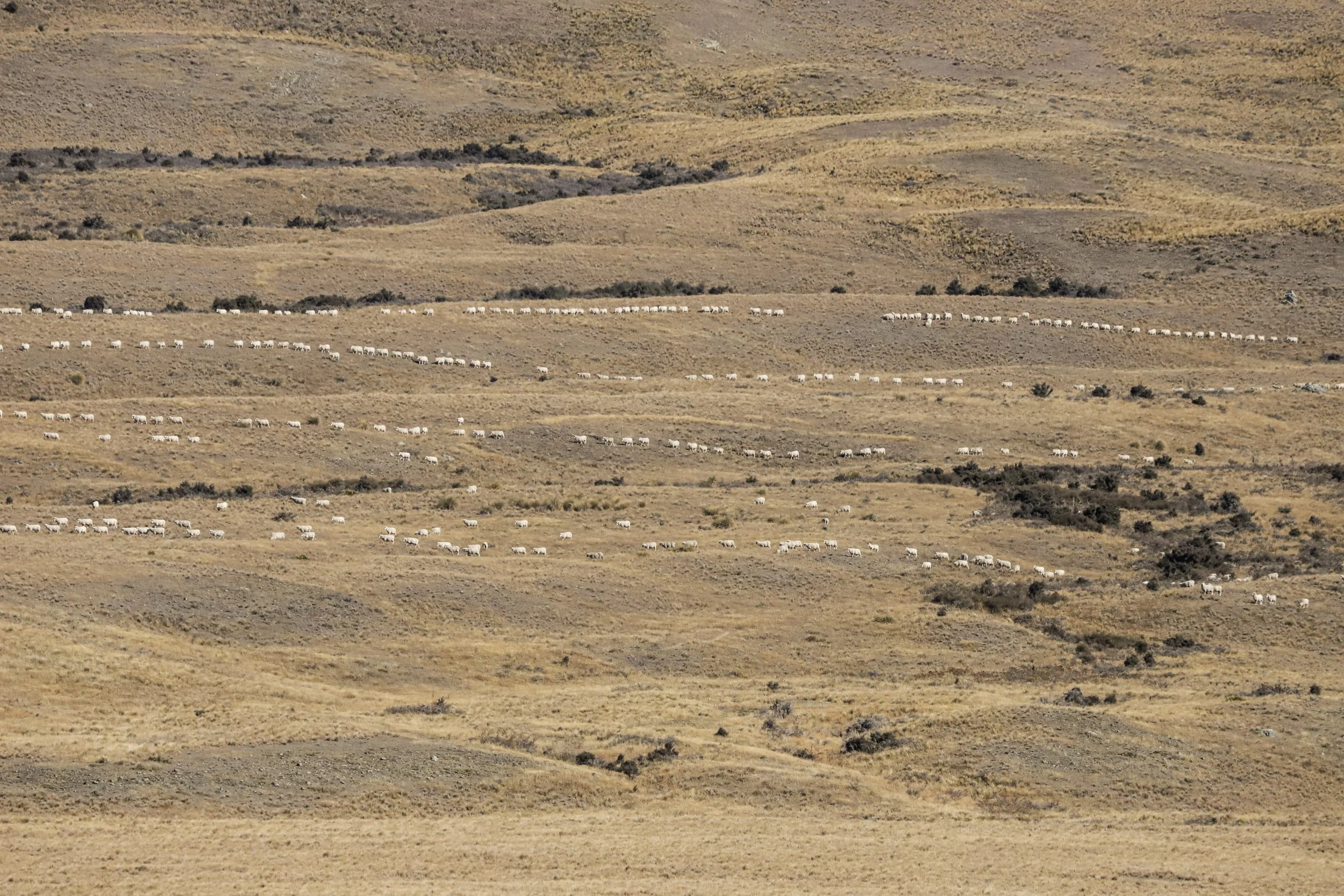 String of Ewes.jpg