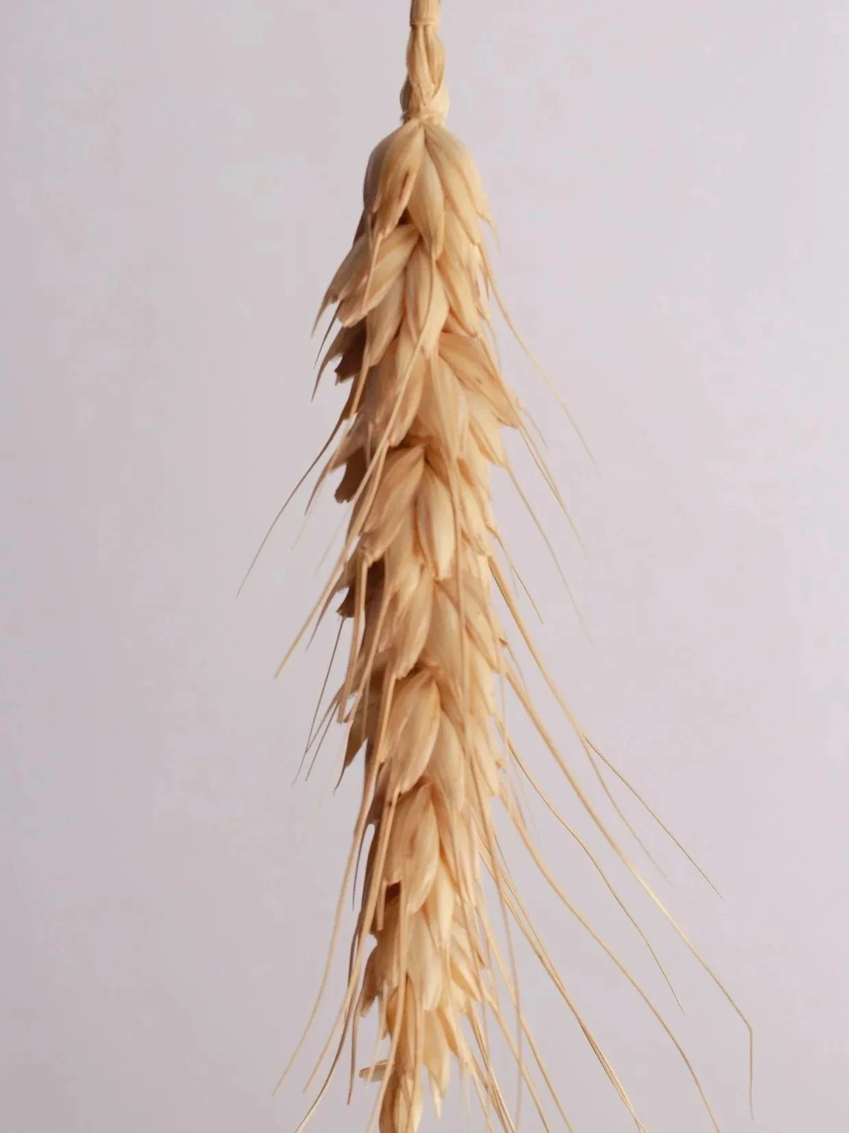 Close-up of a hanging wheat stalk with a plain white background.