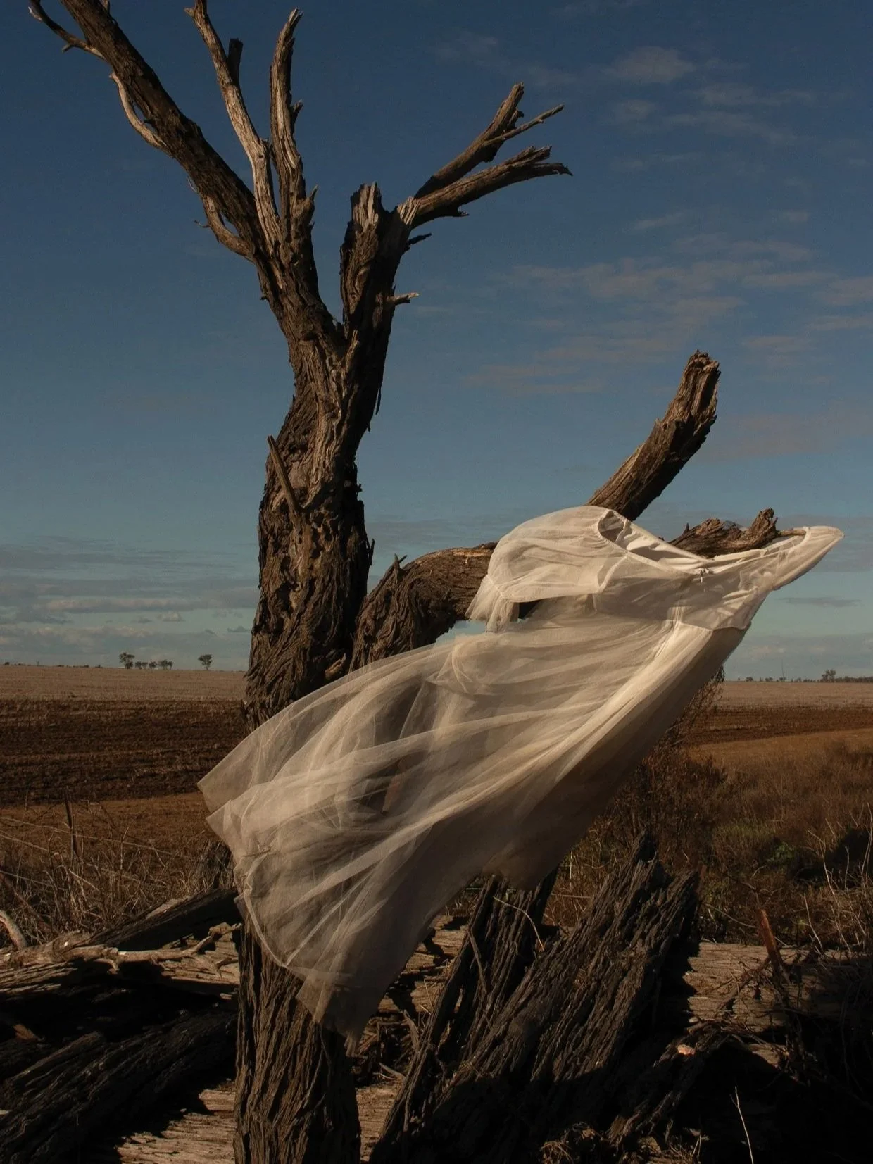 A dead, leafless tree with a piece of sheer, light fabric draped over one of its branches in a rural landscape under a partly cloudy sky.