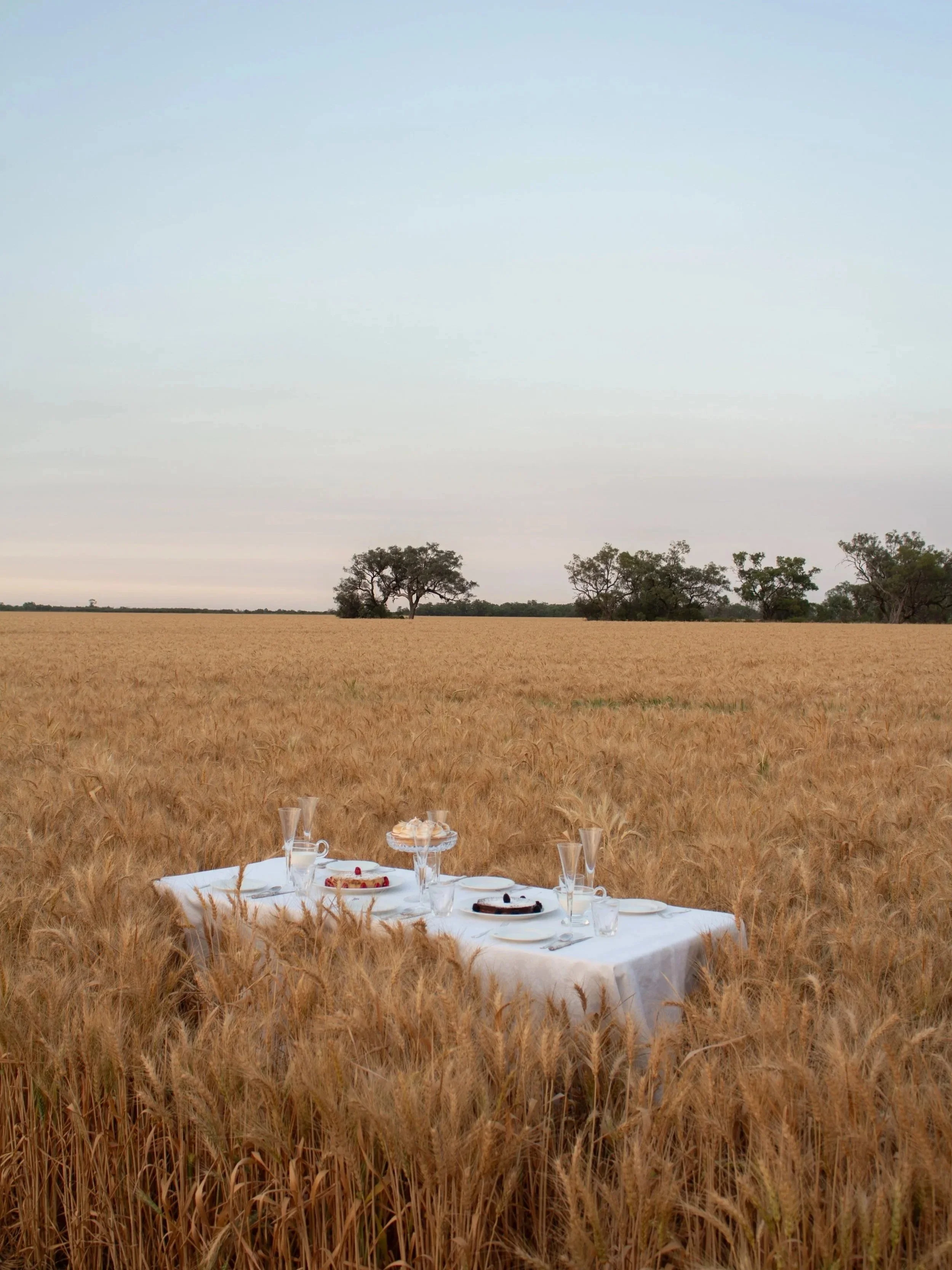 A white tablecloth-draped table set for a meal with plates, glasses, and a cake in a wheat field with trees in the distance.