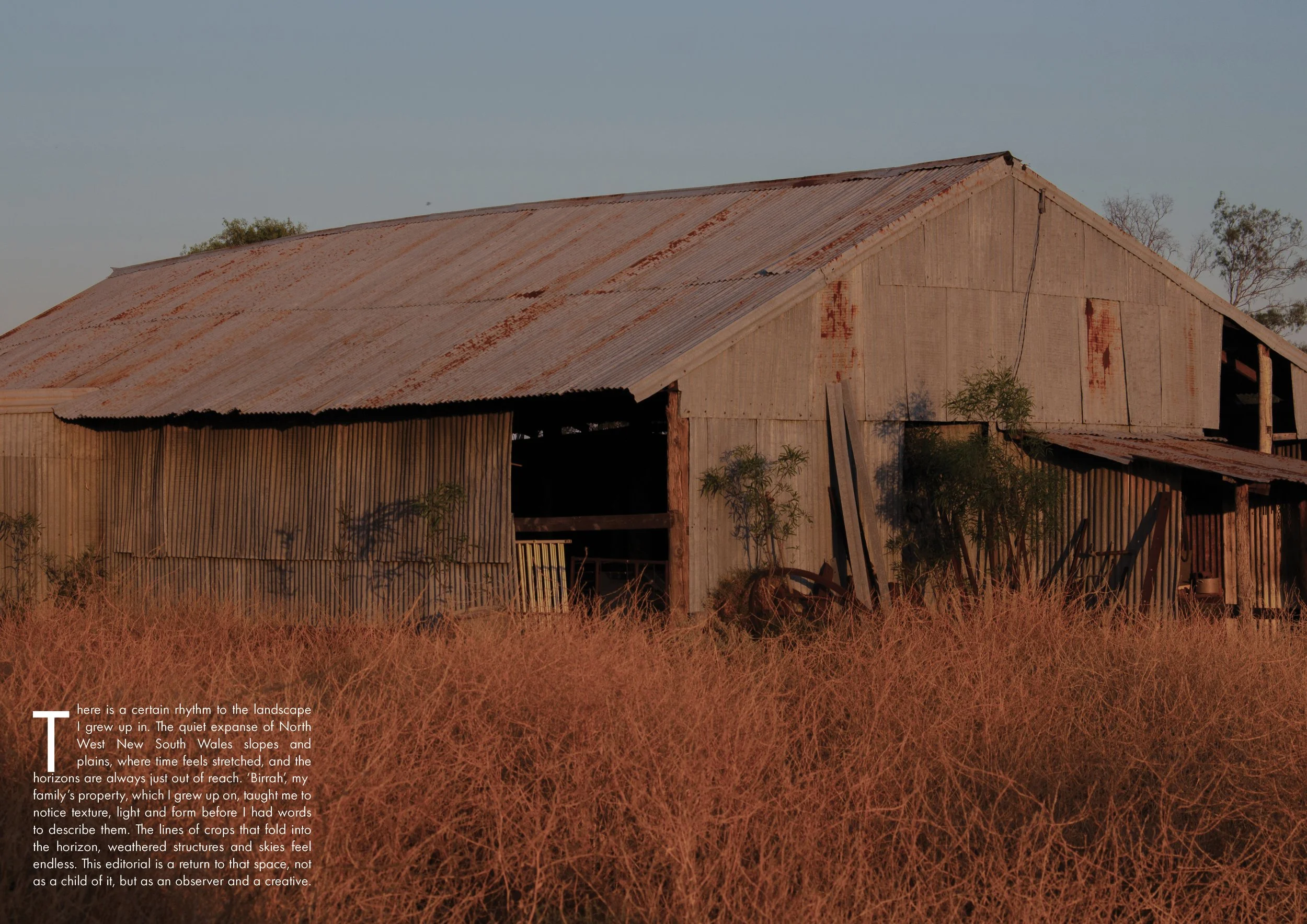 An old, weathered barn with rusted metal sheet roofing and wooden walls, partially covered by dry grass and small trees, under a clear sky.