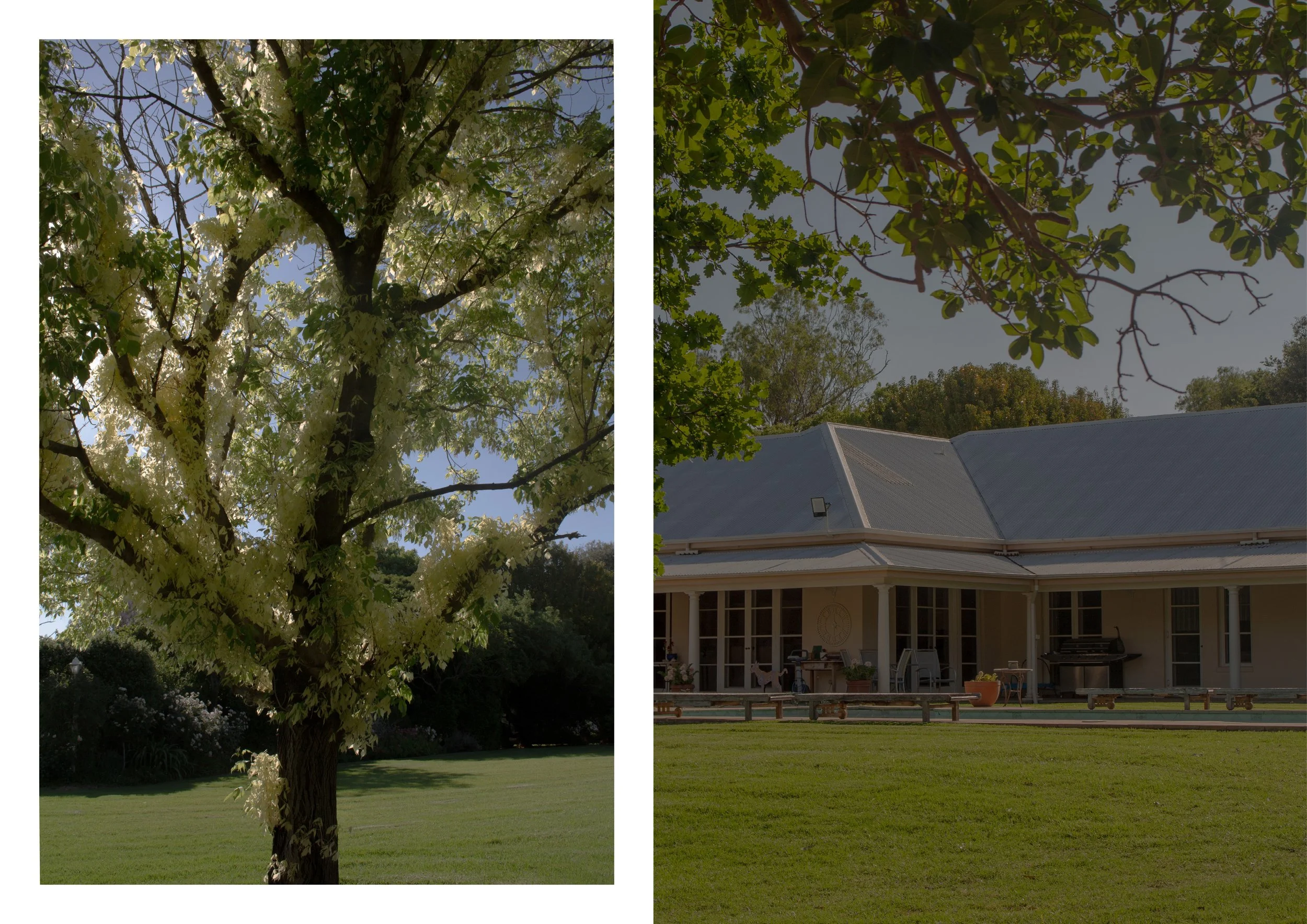 A split-screen image showing a tree with white blossoms on the left and a house with a porch and a gray roof on the right, with trees in the background and a well-maintained lawn in front.