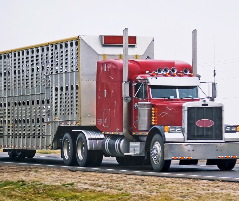A red semi-truck hauling a livestock trailer on a highway.