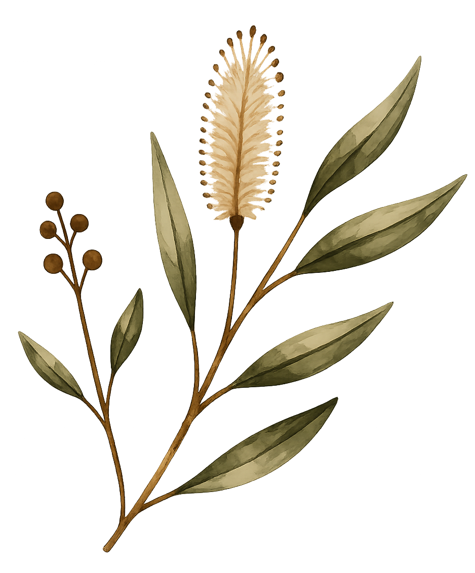 A botanical illustration of a plant with a tall, fluffy, cream-colored flower spike, elongated oval leaves, and small rounded buds on thin stems. Documenting living archives through digital mediums.