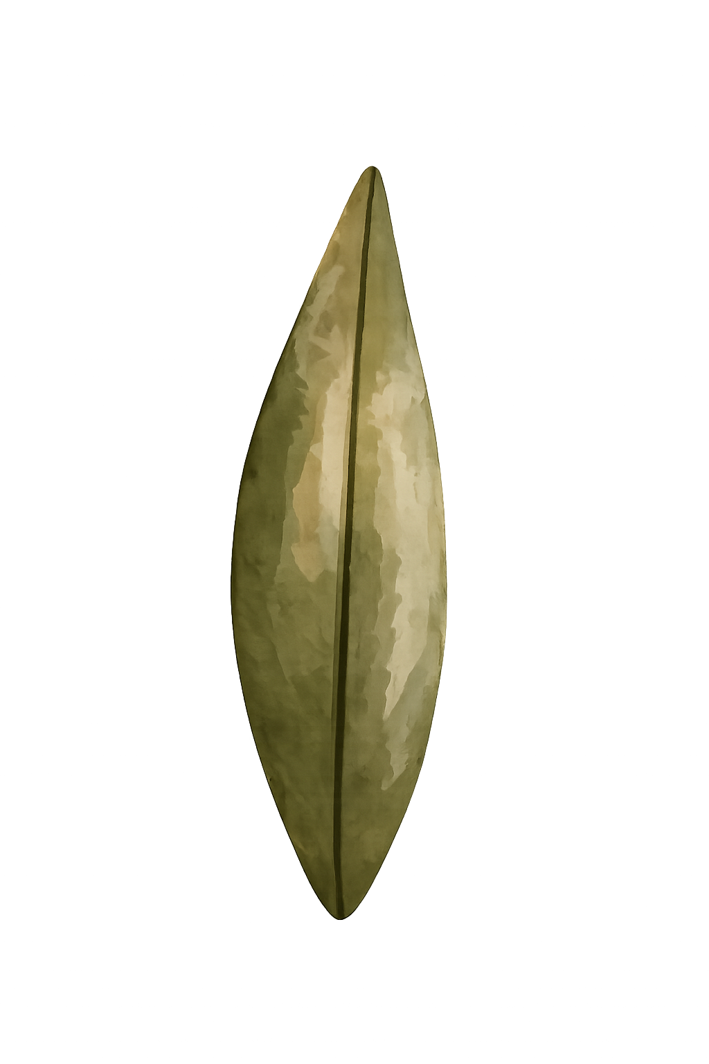 Digital illustration of a eucalyptus leaf. Documenting living archives through digital mediums.