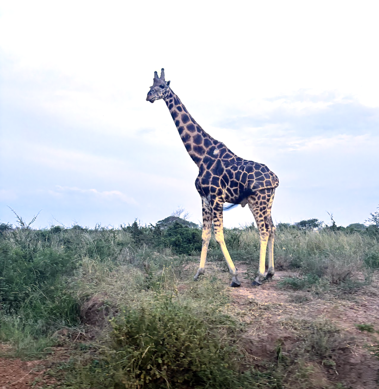 A tall giraffe standing in a grassy landscape under a cloudy sky on a real African Safari in Uganda.