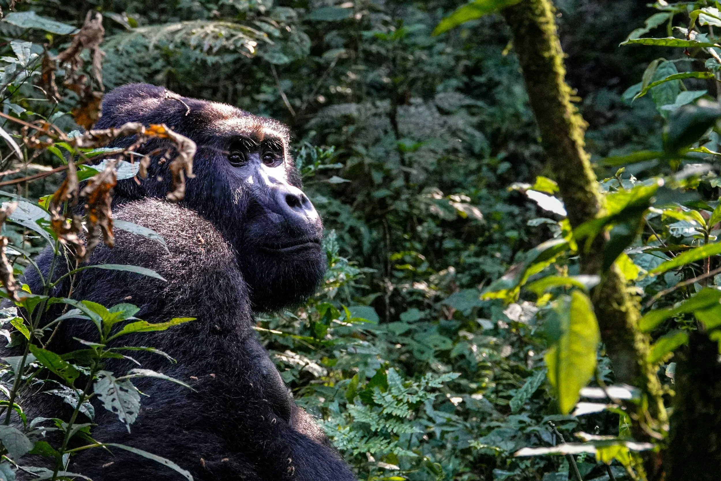 Uganda vs. Rwanda for Gorilla Trekking: Which Should You Choose?