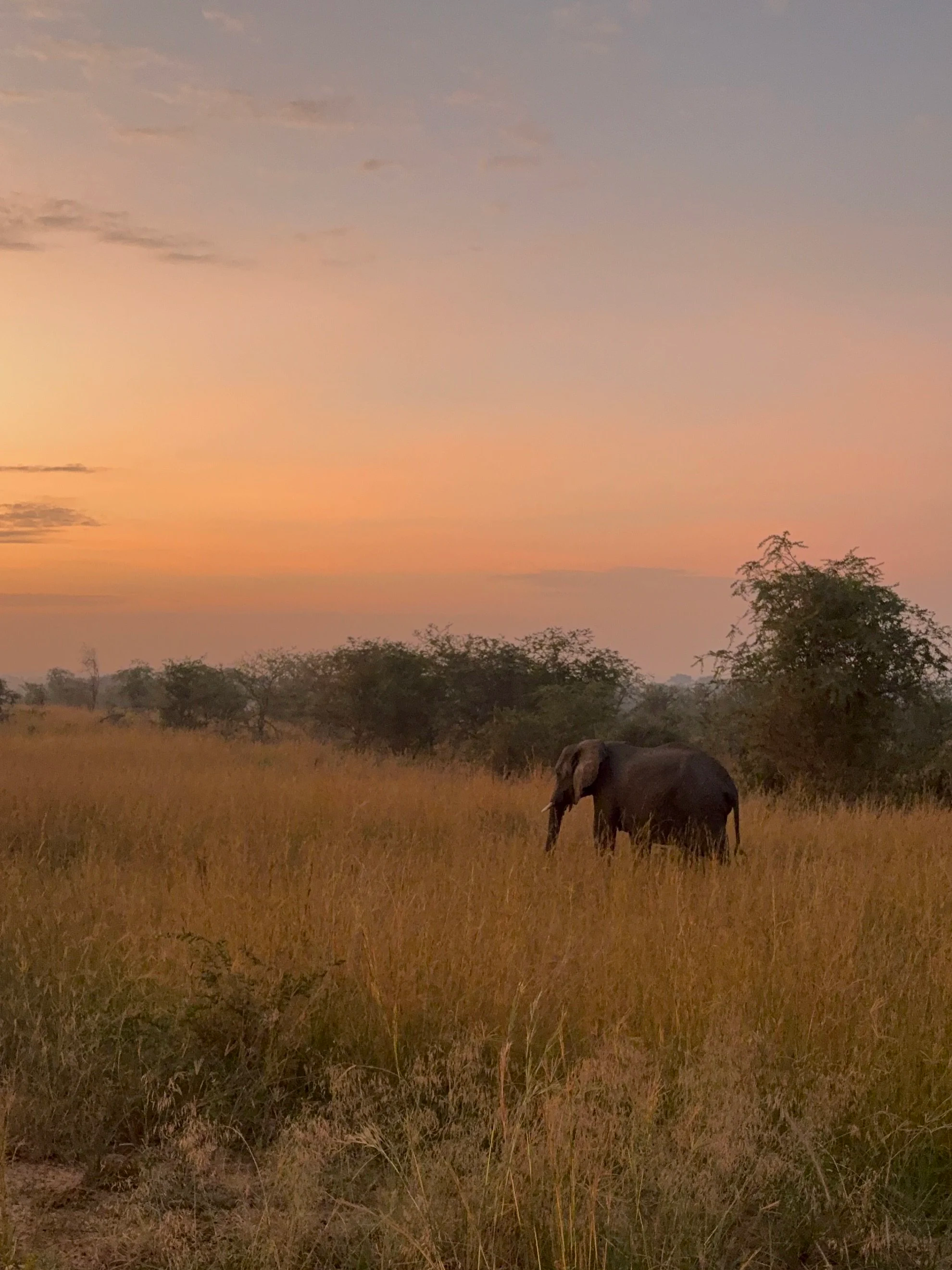 A lone elephant grazing in a grassy field during sunset with trees and a colorful sky in the background on a real African Safari in Uganda.