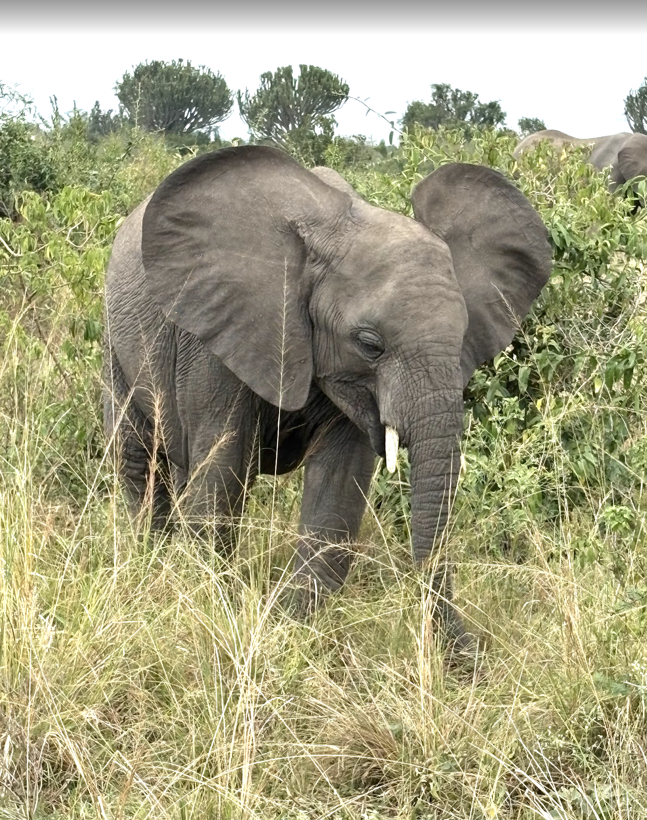 Young elephant walking through grass and bushes in a savanna landscape on a real African Safari in Uganda.