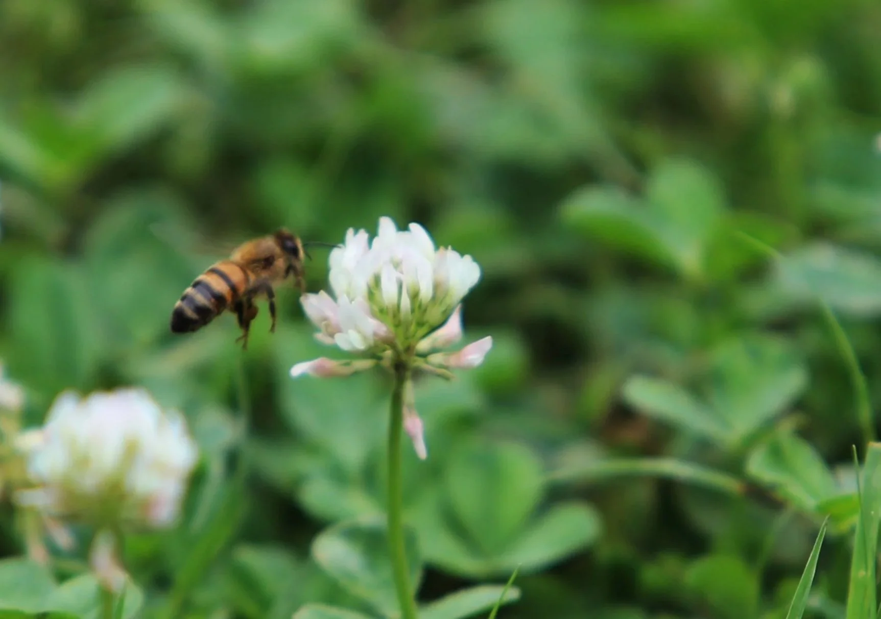 A honeybee flying near a white clover flower in a green field.