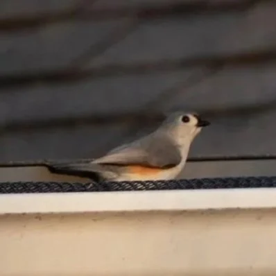 A bird perched on a surface with a background of wooden planks.