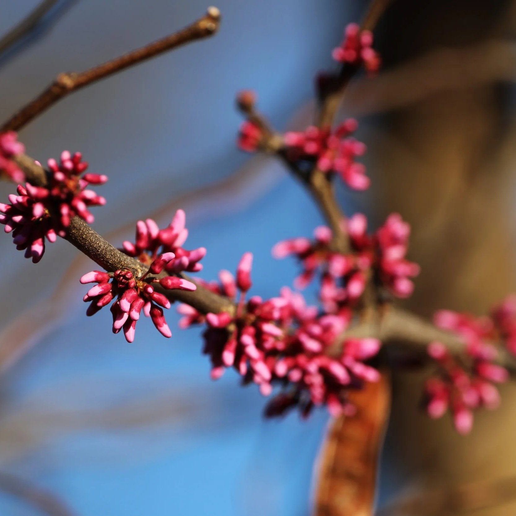 eastern+redbud+4.jpg